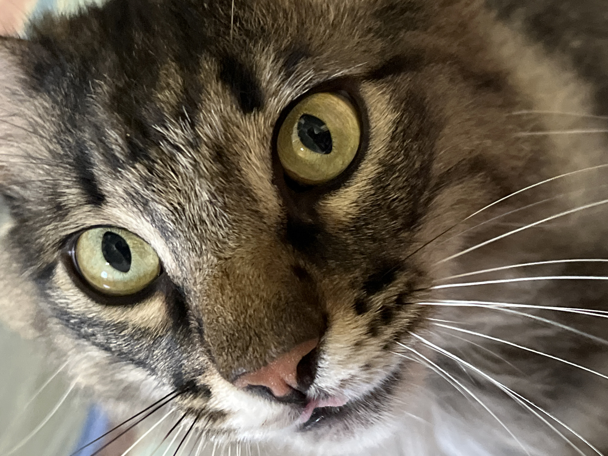 The image is a close-up, eye-level shot of a tabby cat's face. The cat's fur is a mix of brown, black, and grey stripes. Its eyes are a striking yellowish-green color with dark pupils. The cat's nose is pink and slightly moist, with a tiny pink tongue peeking out from the corner of its mouth. Long, white whiskers fan out from the cat's muzzle. The background is blurred and appears to be an indoor setting with soft lighting. There is no identifiable location in the city of Krasnyye Barrikady, Russia, in this image.