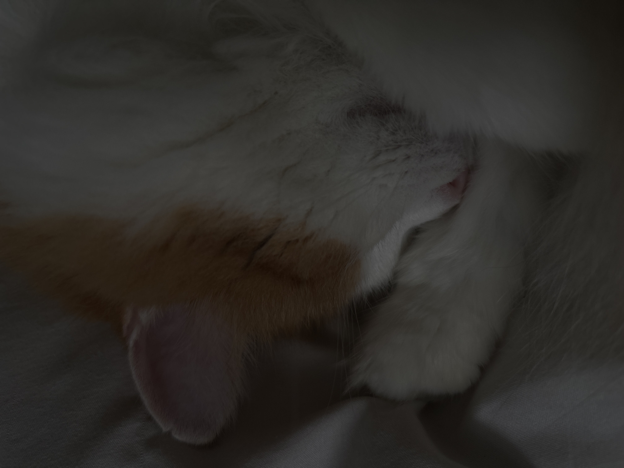 A close-up shot shows an orange and white cat sleeping curled up on a white textured surface. The cat's head is resting on its paws, with its pink nose visible. The lighting is dim, creating soft shadows and obscuring some details. The scene appears to be indoors. There is no indication of Zheleznogorsk, Russia, in the image.
