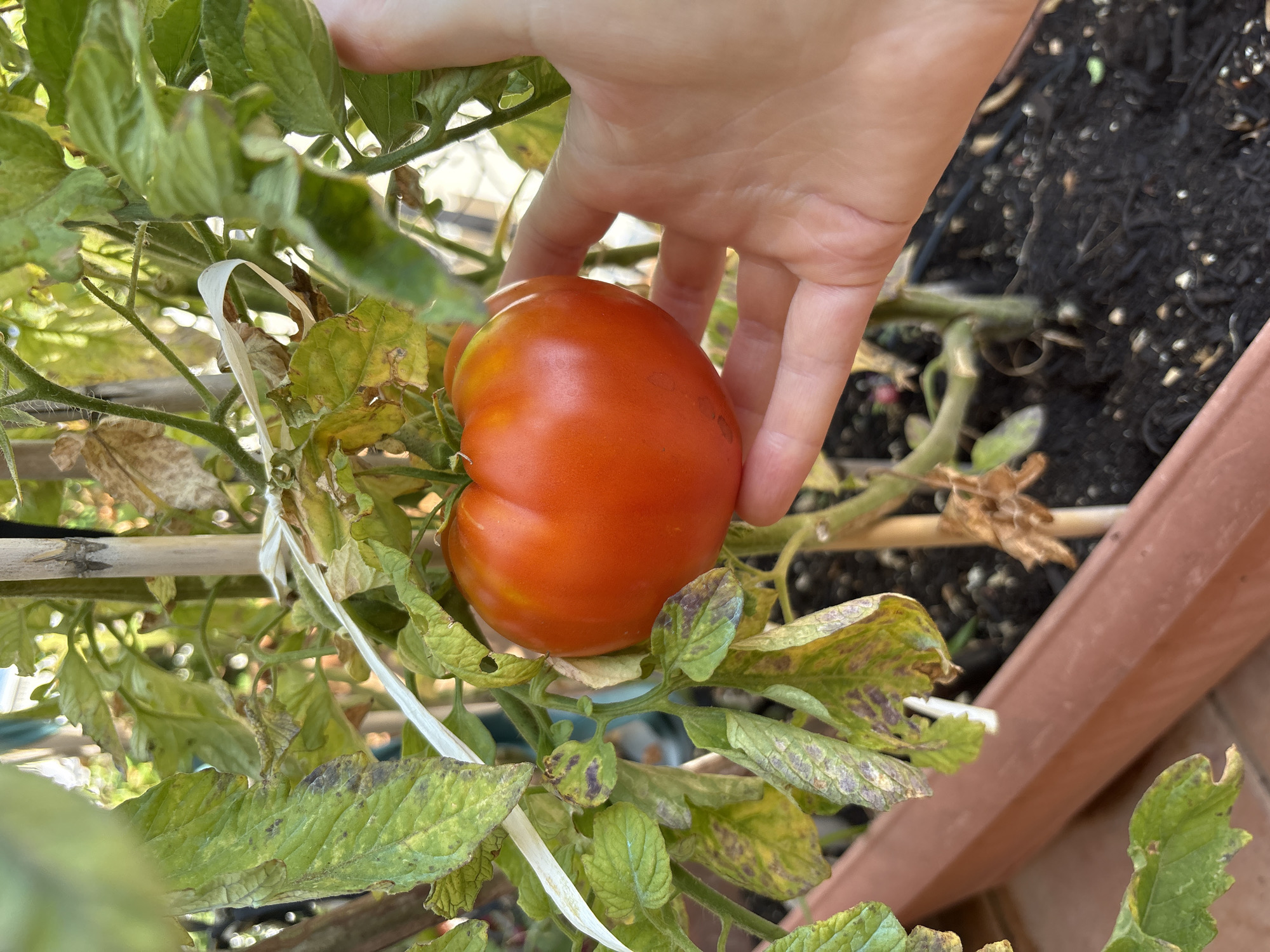 In Ilion, Greece, a hand is shown holding a ripe, red tomato on a tomato plant. The plant has green leaves, some of which appear to have brown spots or discoloration, and is supported by stakes and tied with white twine. The plant is growing in a brown planter filled with dark soil. The background shows other plants and a blurred building.