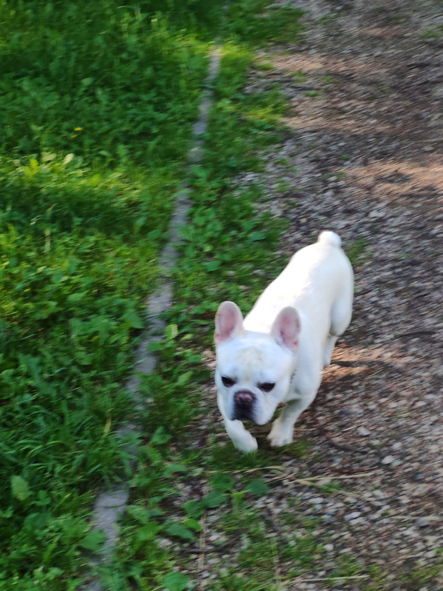 A white French bulldog is captured in motion on a gravel path next to a grassy area. The dog is facing forward, with its head tilted slightly downwards, and its ears are perked up. The path is composed of small stones and dirt, with some shadows cast across it. The grassy area to the left is vibrant green and appears to be a lawn with some weeds. A narrow concrete strip runs along the edge of the grass and the path. The lighting suggests it is daytime, possibly late afternoon, given the warm tones of the shadows. The image is slightly blurred, indicating movement, likely of the dog.