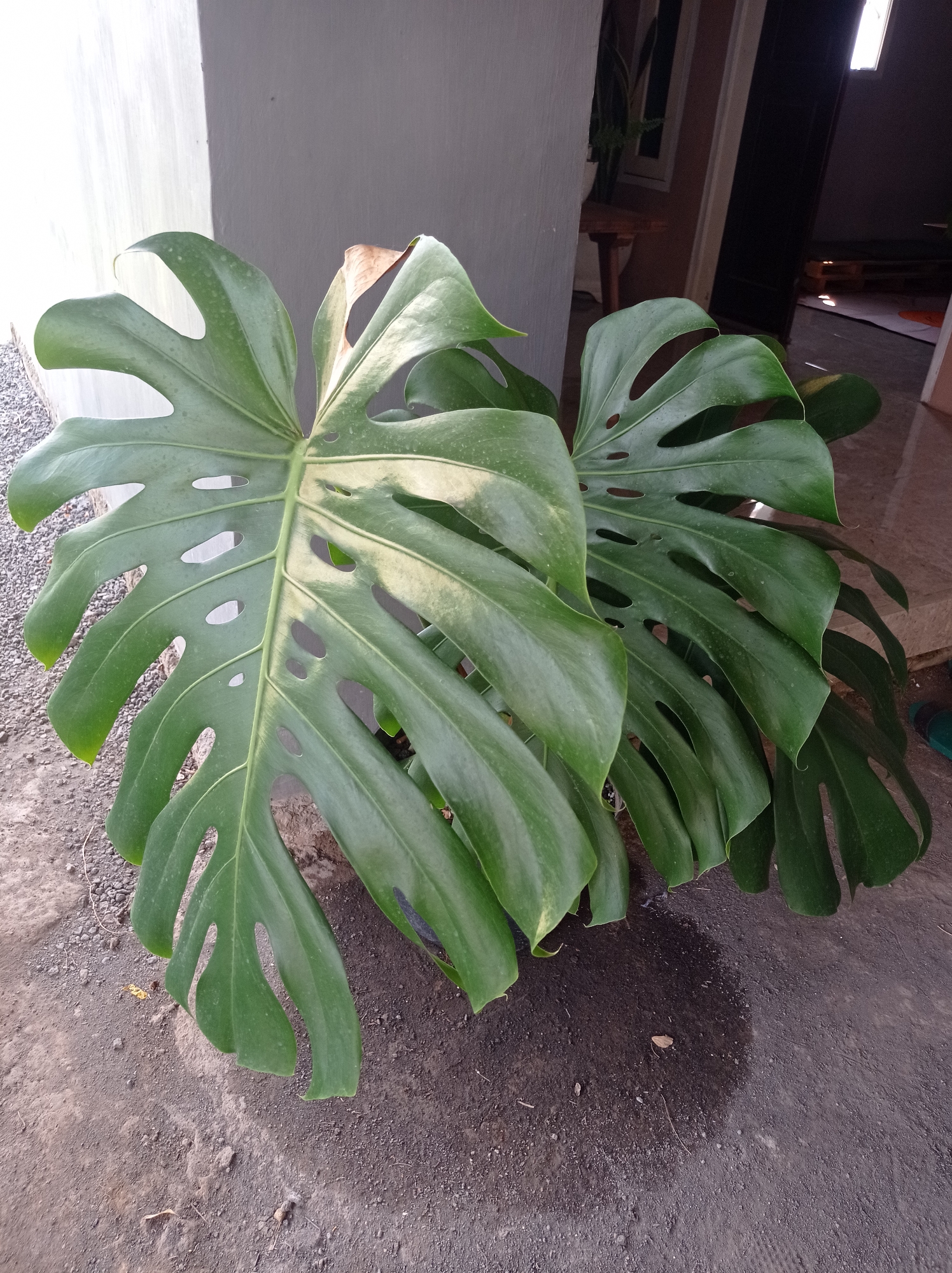 In Pandanmulyo, Indonesia, a large Monstera plant with distinctive fenestrated leaves is situated outdoors on a paved surface. The plant exhibits vibrant green foliage, with some leaves showing signs of browning at the edges. Behind the plant, a light-colored wall transitions into a darker wall, suggesting an exterior of a building. To the right, a doorway leads into a dimly lit interior space, where pallet furniture is visible. The ground beneath the plant appears damp, with a dark wet patch indicating recent watering. The scene is bathed in natural light, with shadows cast by the plant and the wall.