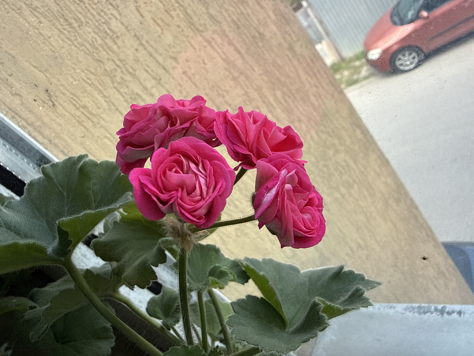 A close-up shot shows a cluster of four bright pink geranium flowers in full bloom, with green leaves visible below. The flowers are the focal point. The plant is in a container, which is partially visible at the bottom of the image. Through a window, a section of a street is visible. A red car is parked along the street. Based on the architectural style, car make, and language, the image is presumed to be from Stara Zagora, Bulgaria. The setting suggests a windowsill, with the flowers positioned indoors looking out at the street.