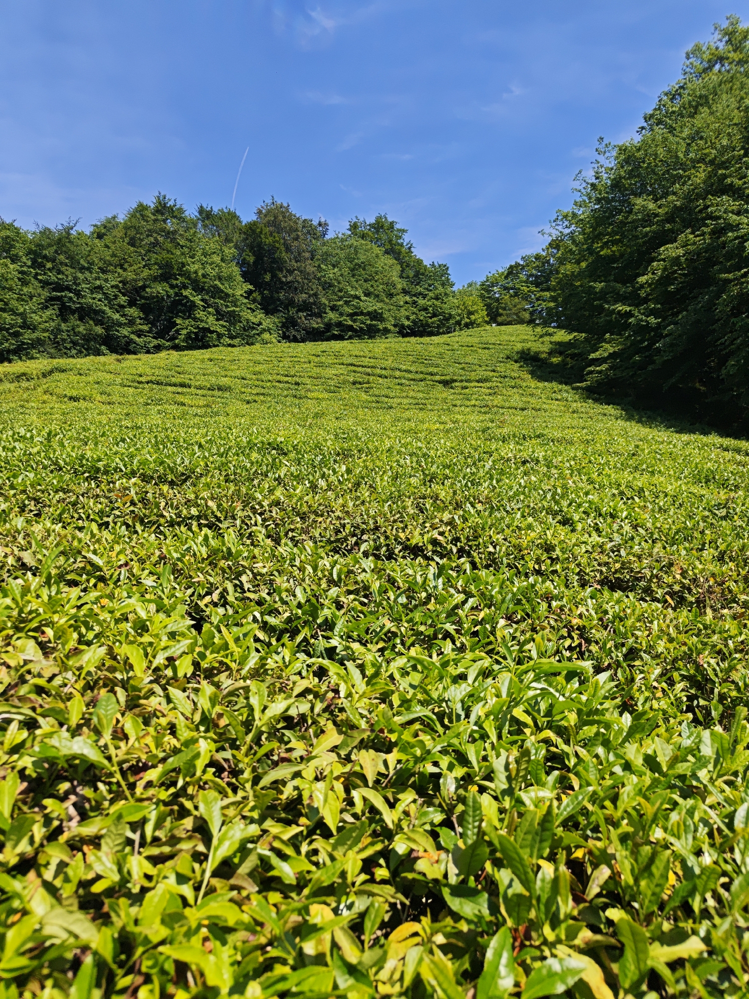 A bright, wide shot captures a lush green tea plantation extending up a gentle slope towards a line of trees under a clear blue sky in Izmaylovka, Russia. The plantation is densely packed with tea plants, their leaves displaying a vibrant green hue, with hints of yellow and brown. The tea plants are arranged in rows, creating horizontal lines that follow the contours of the hill. At the top of the plantation, a dense line of trees forms a natural border, with varying shades of green in their foliage. The sky above is a clear, bright blue, with a thin white contrail visible in the distance. The overall impression is one of a well-maintained, picturesque agricultural landscape on a sunny day.