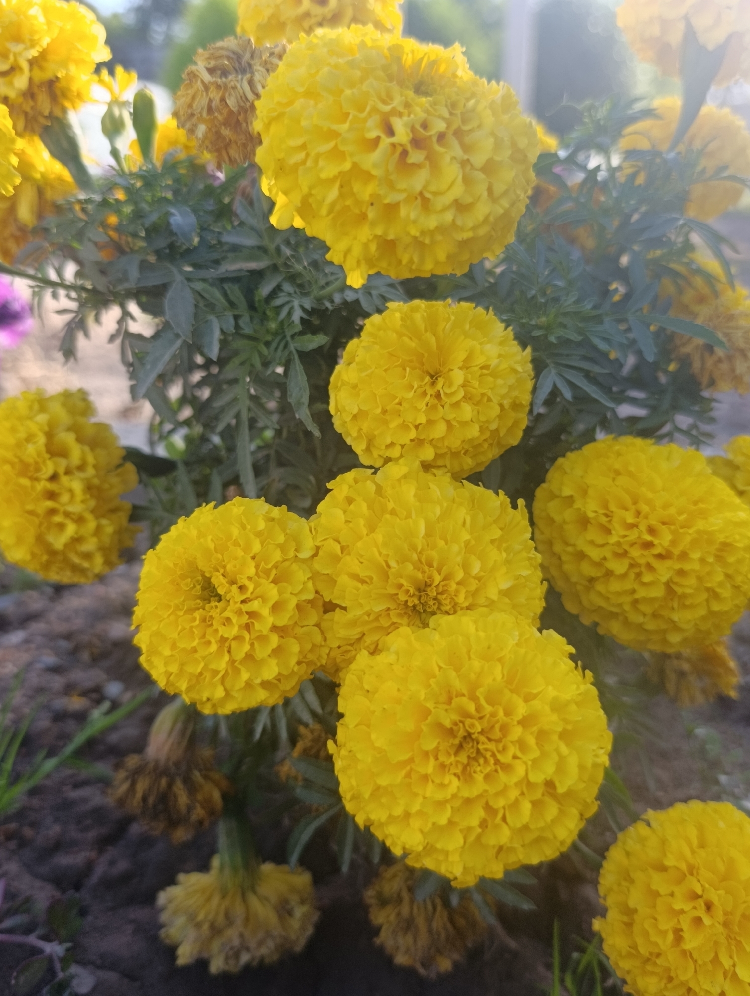 A close-up, low-angle outdoor shot showcases a cluster of bright yellow marigolds in full bloom. The flowers are the primary subjects, with their dense, ruffled petals filling the frame. Some of the flowers are in sharp focus, while others are softly blurred, creating a sense of depth. Beneath the blooms, dark green, feathery foliage is visible. The ground appears to be composed of dark soil and small stones, with a few blades of grass. In the background, the scene is blurred with hints of green and white, suggesting natural light and possibly other plants or a distant structure. The overall impression is one of natural beauty and vibrant color, likely taken in a garden or park setting. No people or specific locations within Kochkor, Kyrgyzstan, are identifiable from the image.