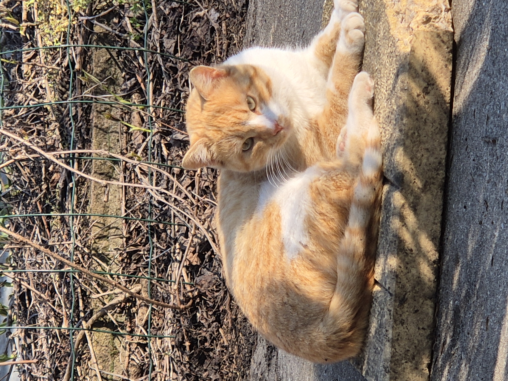 An orange and white cat lies on a concrete ledge next to a patch of dried leaves and twigs behind a green wire fence. The location is Pavlikeni, Bulgaria.