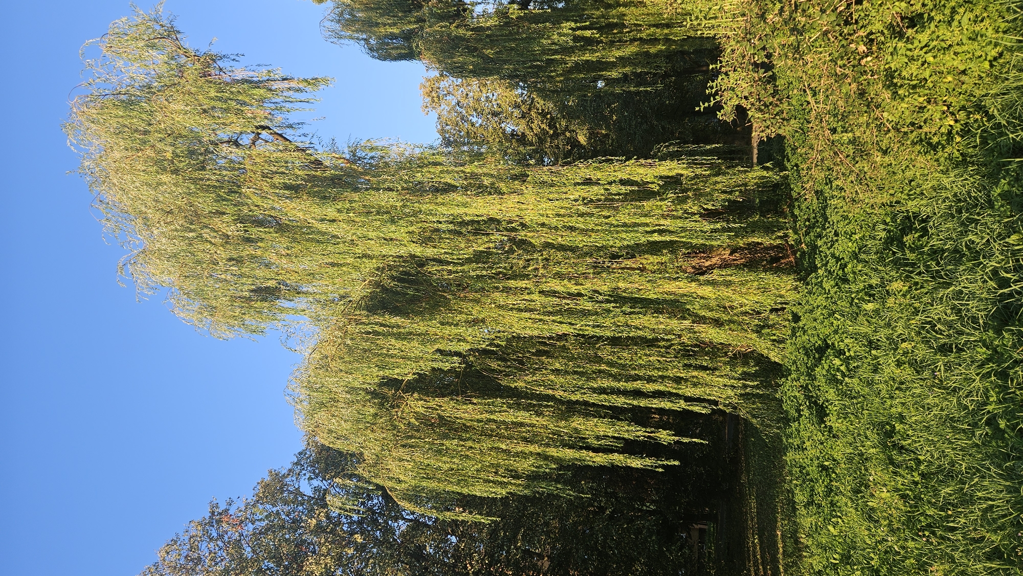The image shows a large weeping willow tree in a park-like setting, with lush green grass in the foreground and other trees in the background. The sky is clear and blue. There are no people or animals visible in the image. The lighting suggests it is either early morning or late afternoon, with the sun casting a warm glow on the foliage. The overall impression is one of a peaceful and natural environment. The location is in the city of Prešov, Slovakia, likely in a public park or green space.