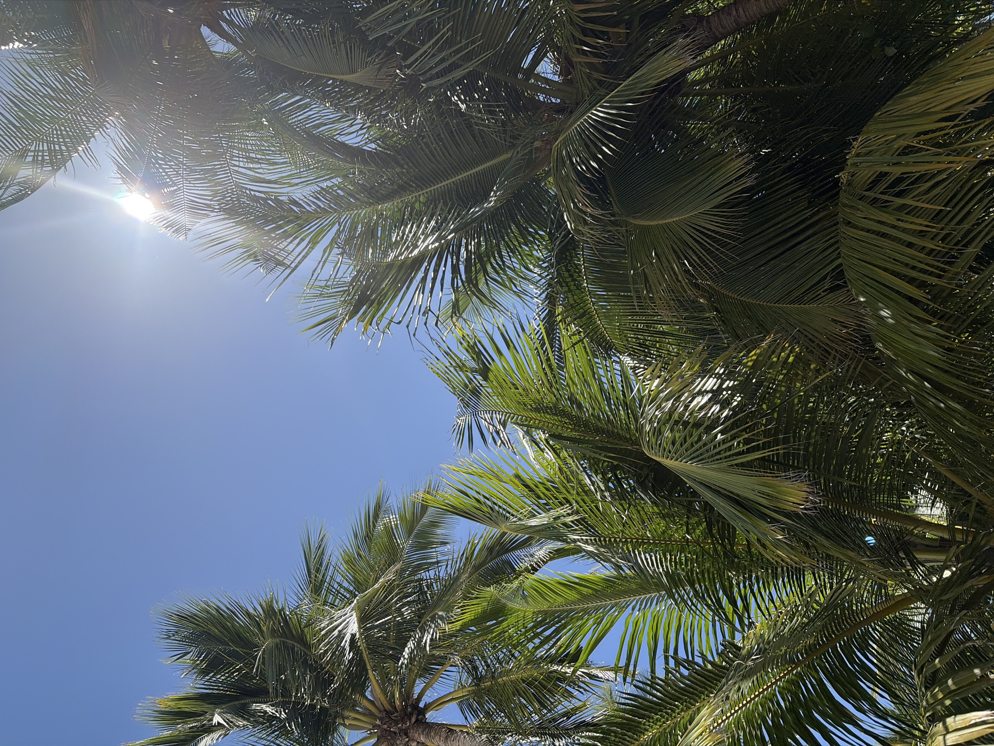 The image shows a low-angle view looking up at palm trees against a clear blue sky. The sun is shining brightly, with a lens flare visible in the upper right quadrant, partially obscured by palm fronds. The palm fronds are lush and green, with some areas illuminated by sunlight and others in shadow. The scene is consistent with a tropical location.