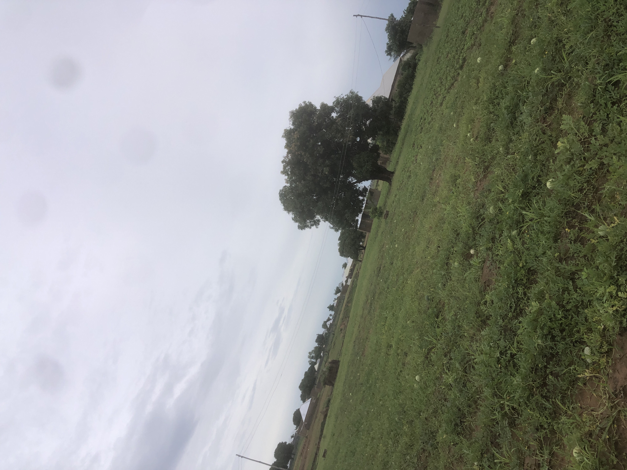 This image depicts a rural landscape in Jalingo, Nigeria, under an overcast sky. The scene is dominated by a vast expanse of green fields, likely agricultural, with several round, pale objects scattered throughout the vegetation, which may be young watermelons. A large, mature tree with a dense canopy stands prominently in the mid-ground, casting a soft shadow.
In the background, a scattering of buildings with white roofs and some darker structures are visible, suggesting a small settlement or village. Power lines and poles traverse the landscape, indicating the presence of infrastructure. The overall impression is one of a tranquil, natural environment, possibly on the outskirts of a community.
The weather appears to be cloudy, with a soft, diffused light, suggesting it could be morning or late afternoon, or simply a heavily overcast day. There are no people visible in the frame, and no text is present. The image is oriented such that the landscape is tilted, creating a dynamic perspective of the scene. The ground in the foreground shows some darker soil interspersed with the green growth. The image is slightly blurry in parts, with a few circular smudges that might be water droplets on the lens or sensor.