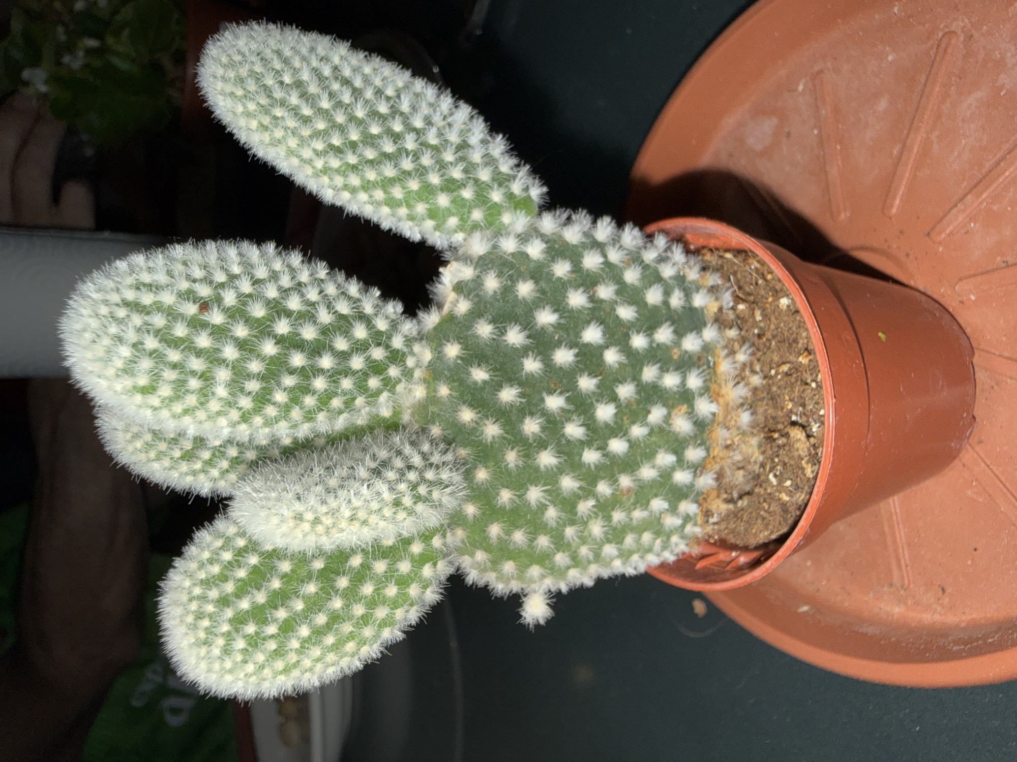 A close-up, eye-level shot shows a small, potted bunny ear cactus. The cactus has paddle-shaped pads that are covered in fine, white, fuzzy spines and small clusters of yellow spines. Several pads are reaching upwards and outwards from a central base. The cactus is in a small, terracotta-colored plastic pot filled with dry, brown soil. The pot sits on a matching terracotta-colored saucer with raised ridges. The saucer is on a dark, textured surface, likely a table. In the background, blurred figures and other plants are visible in the dim lighting. The location is stated to be Blanes, Spain.