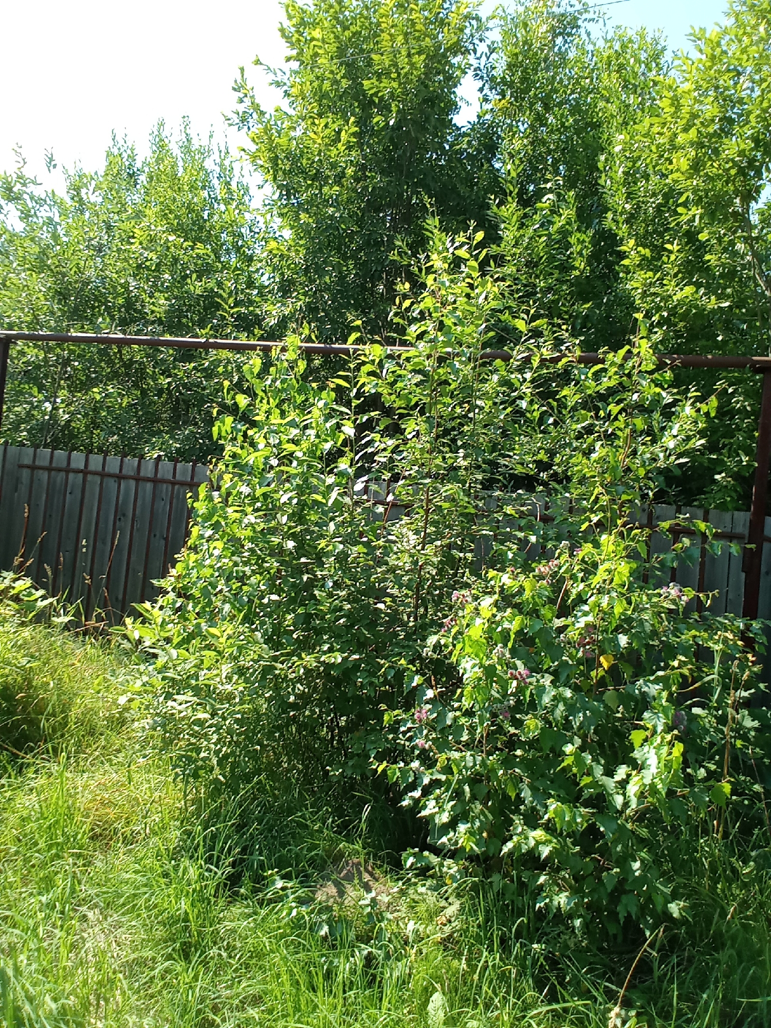 In the city of Belozersk, Russia, a medium shot captures a sunlit outdoor scene dominated by lush green vegetation and a weathered wooden fence. The fence, composed of vertical planks with rusted metal supports, runs horizontally across the middle ground. Behind the fence, dense trees form a verdant backdrop against a bright, clear sky. In the foreground, tall, unkempt green grass grows abundantly, with some taller stalks reaching upwards. A few thorny bushes with small purple flowers are interspersed within the foliage in the right portion of the frame. The overall impression is one of a natural, somewhat overgrown outdoor space, possibly a backyard or a natural area adjacent to a property.
