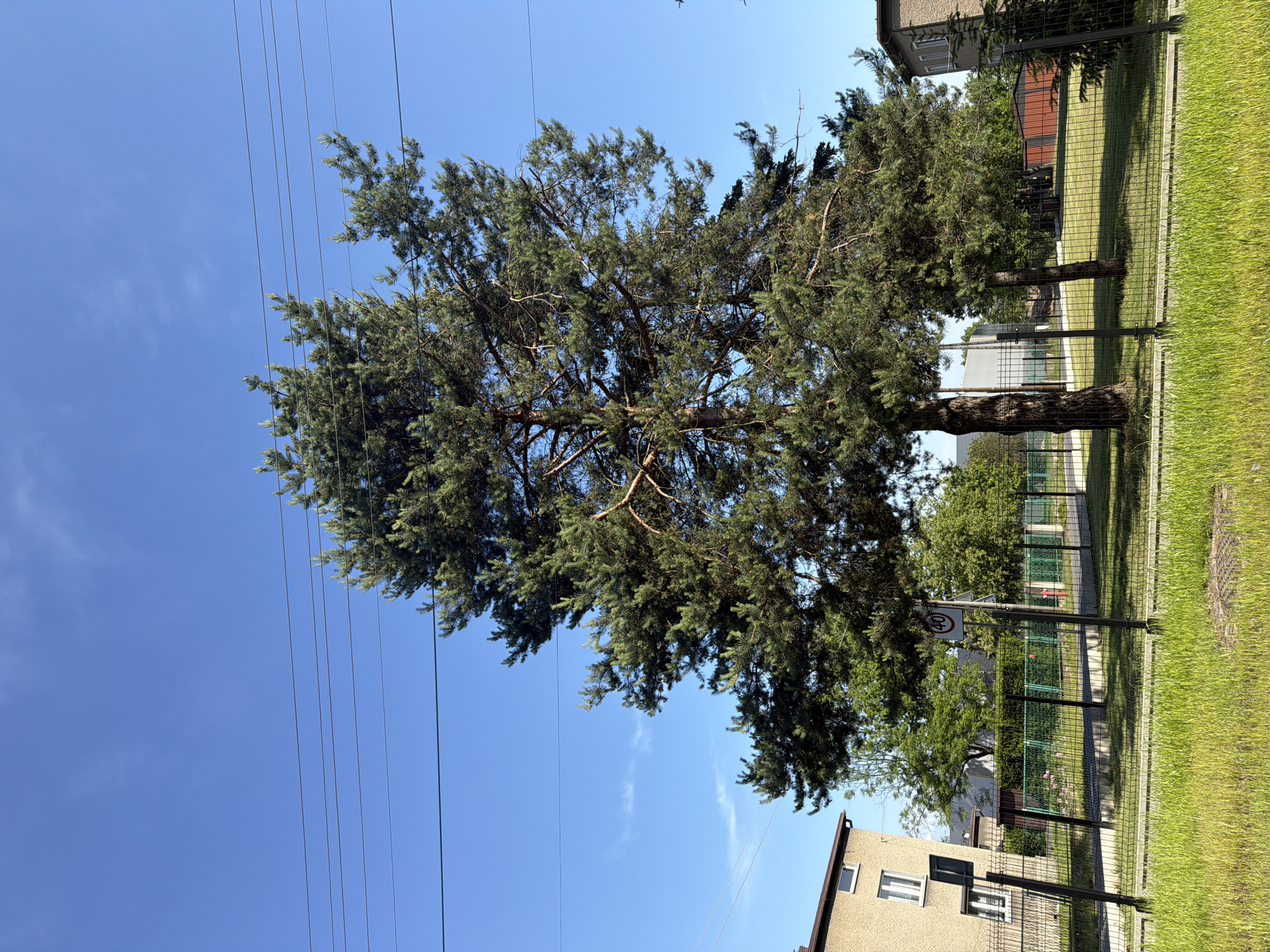 The image depicts a residential area with a large pine tree dominating the center. The tree has a thick trunk and branches extending outwards, covered in green needles. Behind the tree, a bright blue sky is visible with a few wispy clouds. Several power lines crisscross the sky above the tree. To the left of the tree, a light brown building with white-framed windows can be seen. A black metal fence runs across the foreground, separating the viewer from a grassy area and a paved path. A circular speed limit sign with the number "40" is mounted on a pole within the fenced area. To the right of the pine tree, another building with white-framed windows is partially visible. The environment appears to be a sunny day in a suburban or rural setting. This scene is located in the city of Stanowice, Poland.