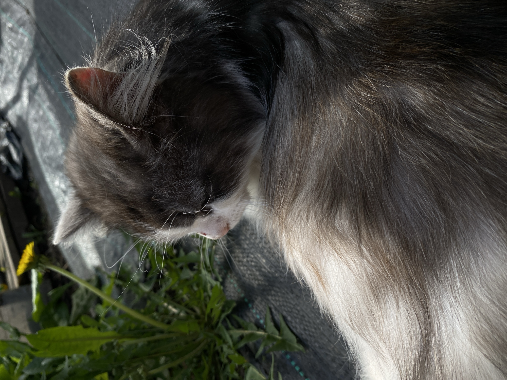 A long-haired grey and white cat is resting on black landscape fabric outdoors. Green foliage and a yellow dandelion are visible at the bottom left of the frame. The cat is positioned in the upper portion of the image, its head angled downward. The scene is lit by natural sunlight. The location and city are not discernible from the image.