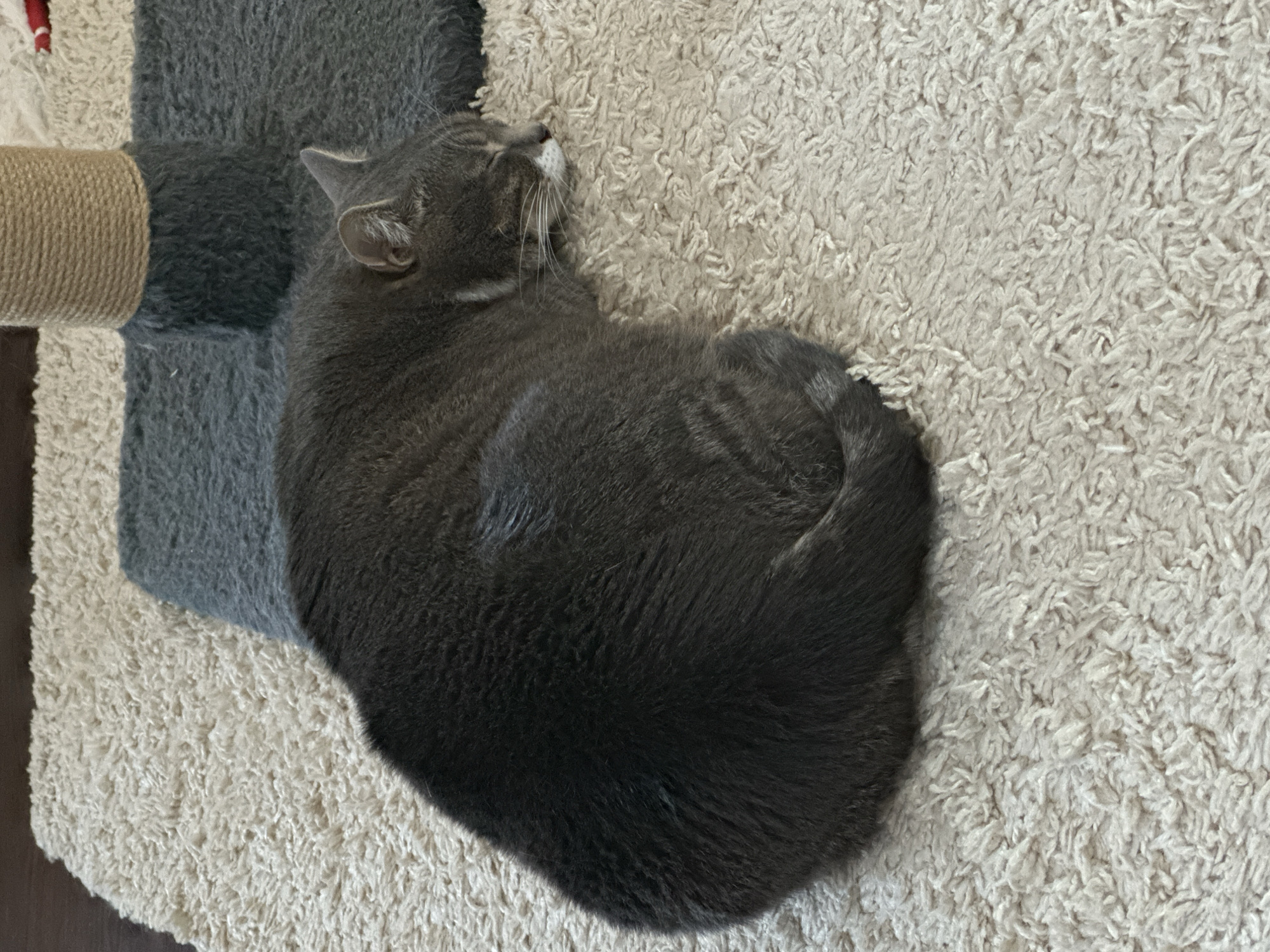 An indoor medium shot captures a large, grey tabby cat sleeping curled up on a cream-colored, shag carpet. The cat's head is tucked inwards, with its eyes closed and whiskers visible. Partially visible in the background is a dark grey, furry cat tree with a thick, tan rope-wrapped post. The lighting suggests the image was taken during the day.