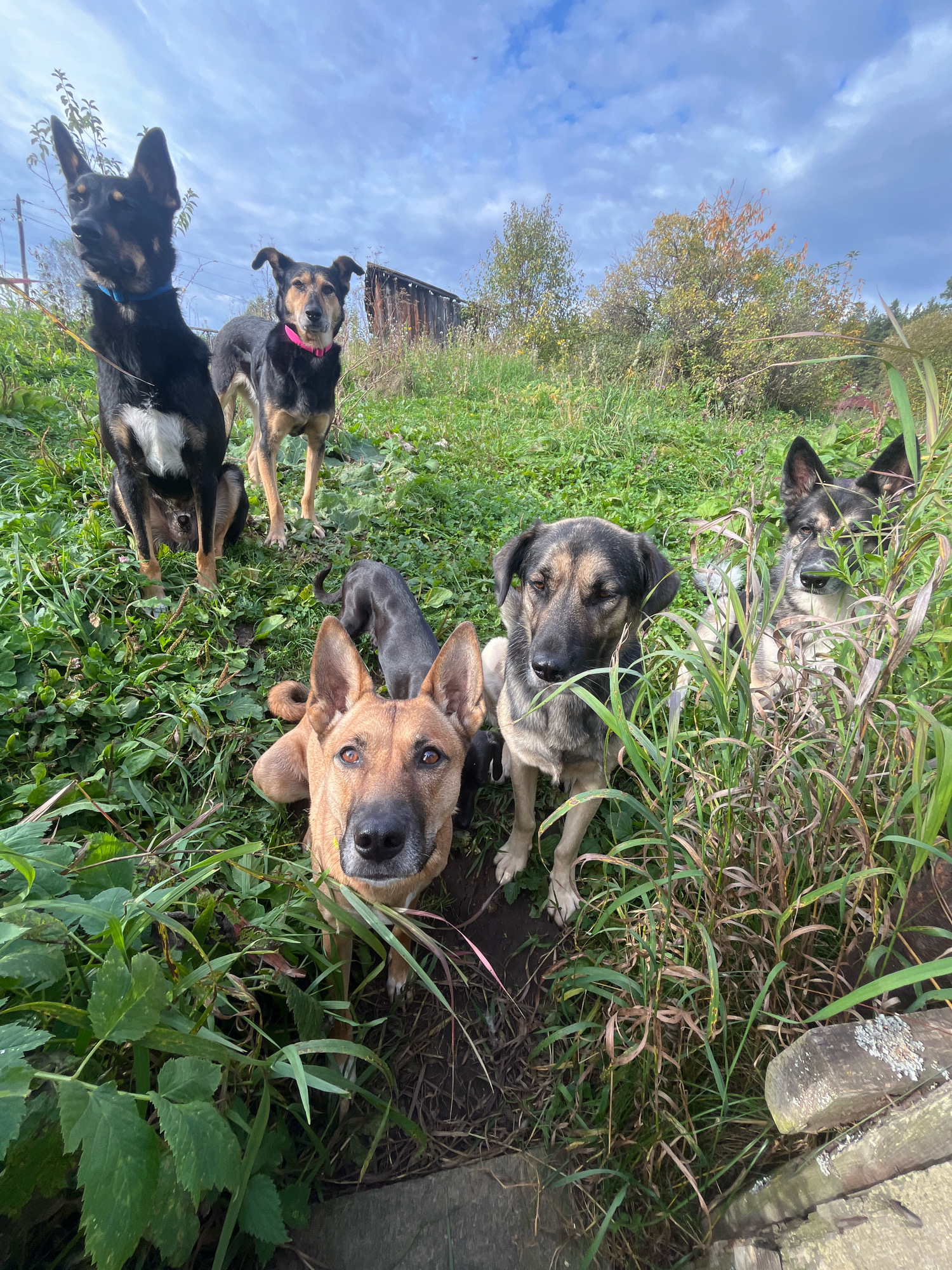 A group of six dogs are gathered in a grassy, outdoor setting, possibly a rural area or the outskirts of a city. The dogs are of various breeds and sizes. In the foreground, a tan-colored dog with alert ears looks directly at the camera. To its left, a large black and tan dog with erect ears is seated and looking forward. Behind these two, a black dog with white markings on its chest and a blue collar stands. To the right of the tan dog, two more dogs are partially obscured by tall grass. One is a grey and black dog with its head turned slightly, and another, further back and mostly hidden, appears to be black. The environment is characterized by lush green grass, some taller weeds, and a hint of a wooden structure in the background, suggesting a somewhat unkempt or natural landscape. The sky above is cloudy with patches of blue. The overall impression is one of a casual gathering of dogs in an outdoor, natural environment. This scene does not contain any discernible elements that would specifically link it to the city of Nizhny Tagil, Russia, or any other urban location.