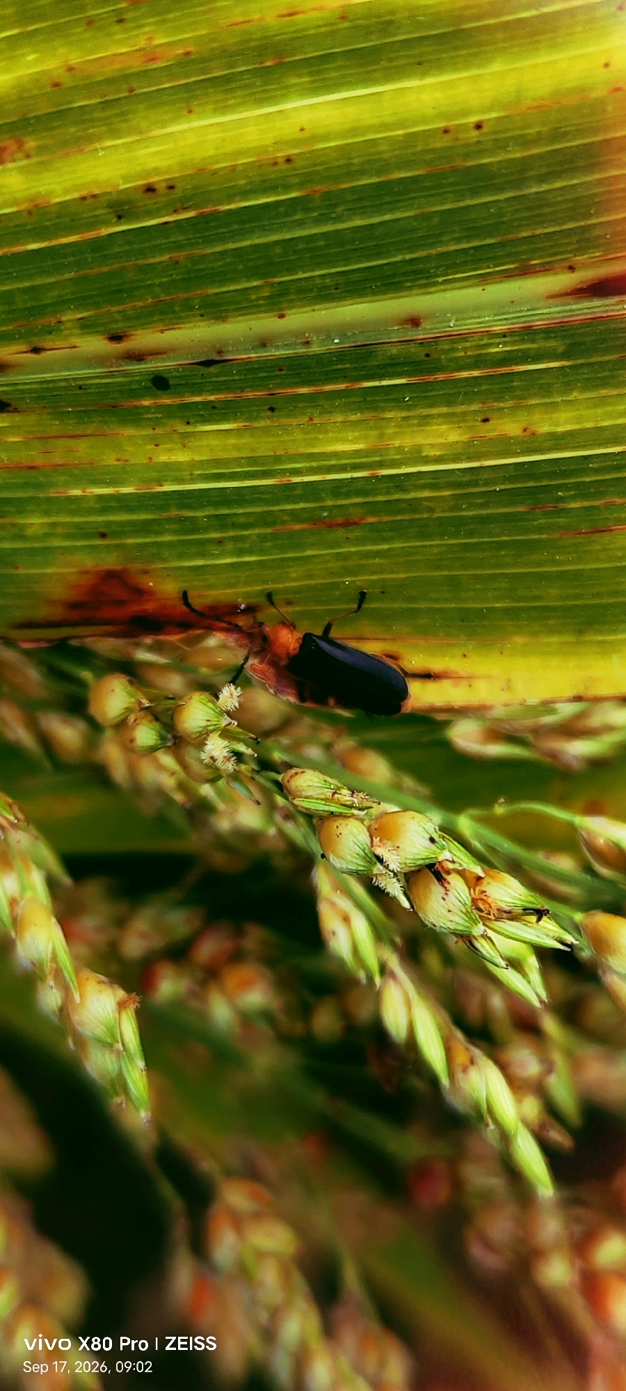 A close-up macro shot captures a black beetle with an orange-red head resting on a green leaf, which has brown speckles and streaks. The leaf is positioned diagonally across the frame, with the beetle in the upper-middle section. Below the leaf, a cluster of developing grain stalks, possibly sorghum or millet, are visible, with some green and yellow husks and tiny white florets. The background is a soft blur of green and yellow, indicative of more foliage. The bottom of the image contains a watermark that reads "vivo X80 Pro | ZEISS" and "Sep 17, 2026, 09:02". The scene appears to be outdoors in a natural setting.