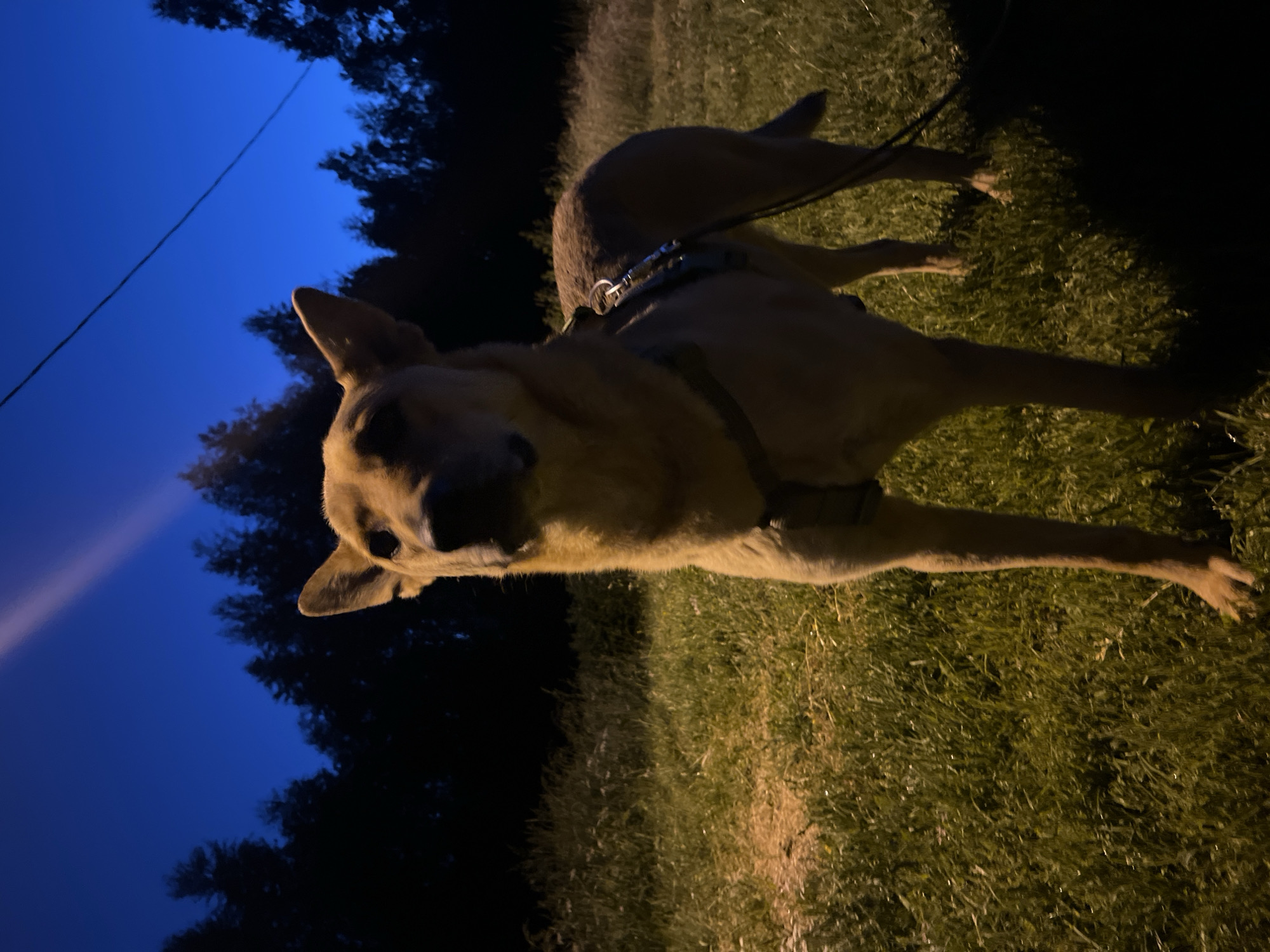 A tan dog stands in a grassy field at dusk. The dog is facing forward and looking up and to the left. The dog is wearing a harness and is on a leash, which is visible to the right. The background consists of a dark line of trees against a deep blue sky. A thin beam of light extends diagonally from the upper left to the lower right of the sky. The image was taken in Nizhny Tagil, Russia.