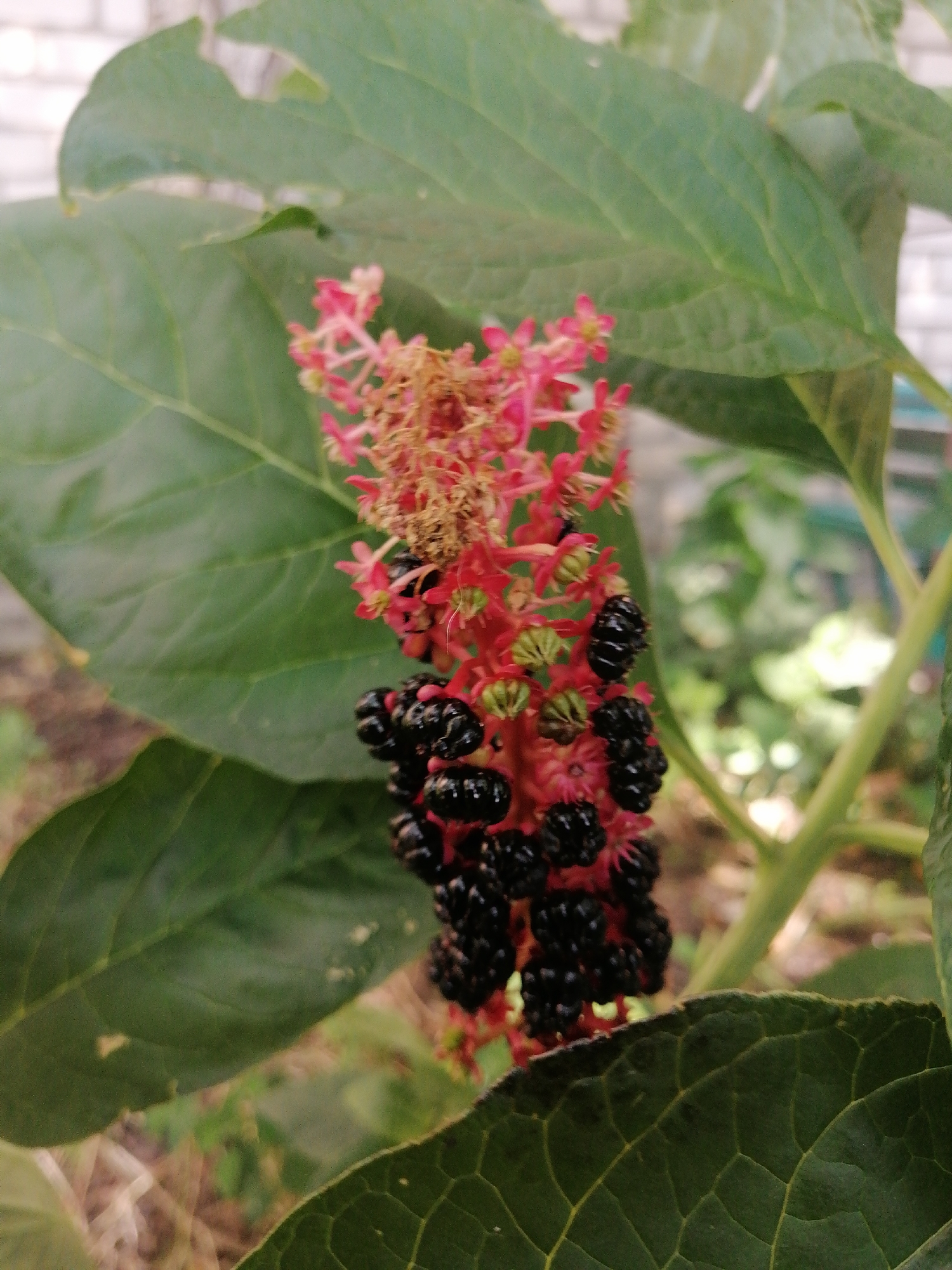 A close-up, eye-level shot focuses on a cluster of ripe, black berries on a plant. The berries are small, round, and glossy, growing in bunches on a reddish stem. Some immature green berries are also visible, along with remnants of pink flowers and dried-out plant matter at the top of the cluster. Large, green leaves, with prominent veins, surround the berries, with one leaf occupying the foreground, partially obscuring the view. The background is softly blurred, showing more greenery and a hint of a white brick structure, suggesting an outdoor setting in a garden or park. The lighting is natural and appears to be daylight. The image was taken in Kremenchuk, Ukraine.