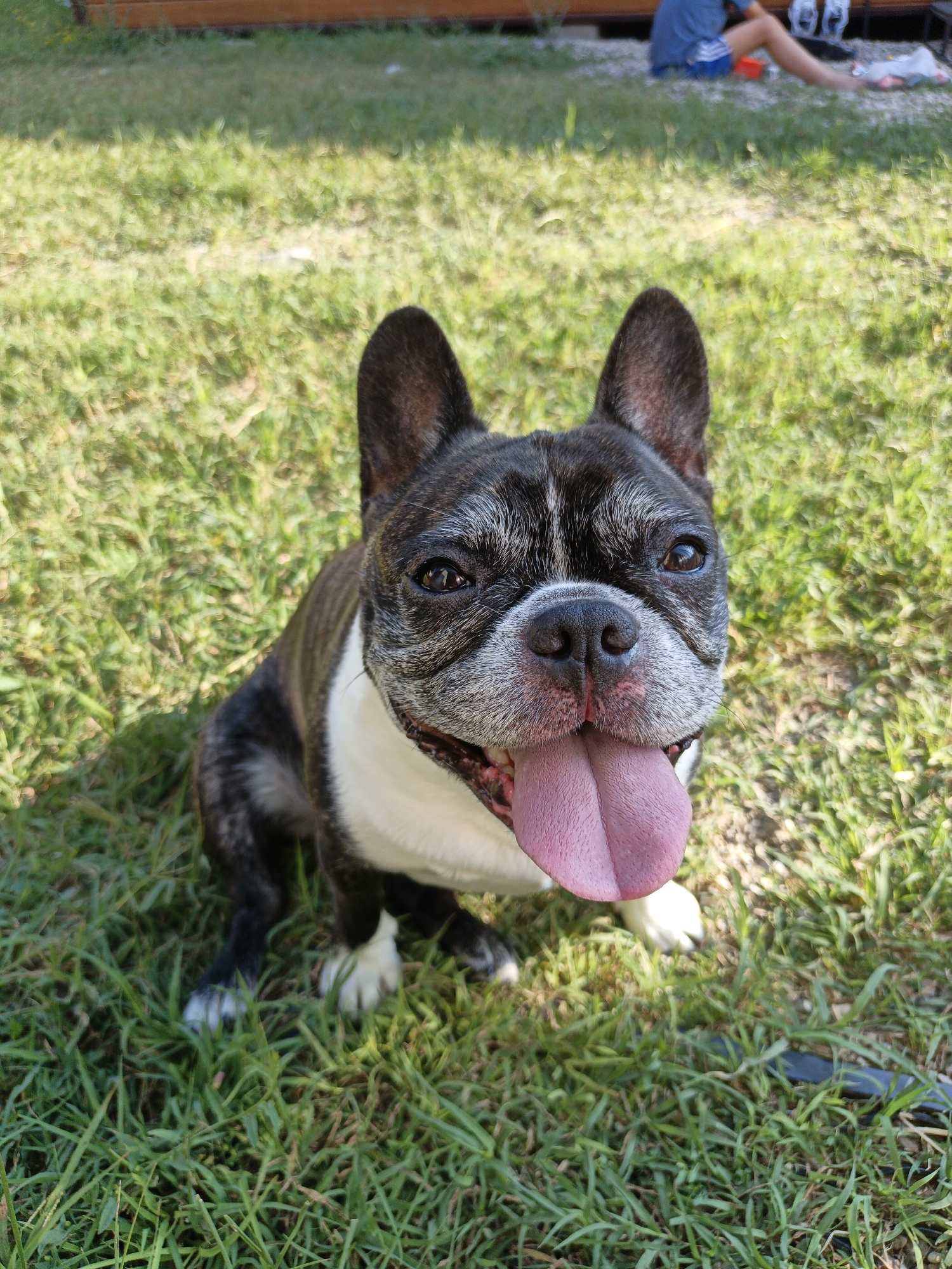 A French bulldog is sitting on green grass, panting with its tongue hanging out. The dog has brindle and white markings, with dark brown eyes and black ears. Its facial features include a short snout and wrinkles. The dog's paws are visible, and it appears to be a bright, sunny day, indicated by the strong shadows and the dog's panting. In the background, out of focus, is a wooden fence and a person sitting on the ground wearing a blue shirt and shorts. The setting appears to be a yard or park. There is no visible text in the image.