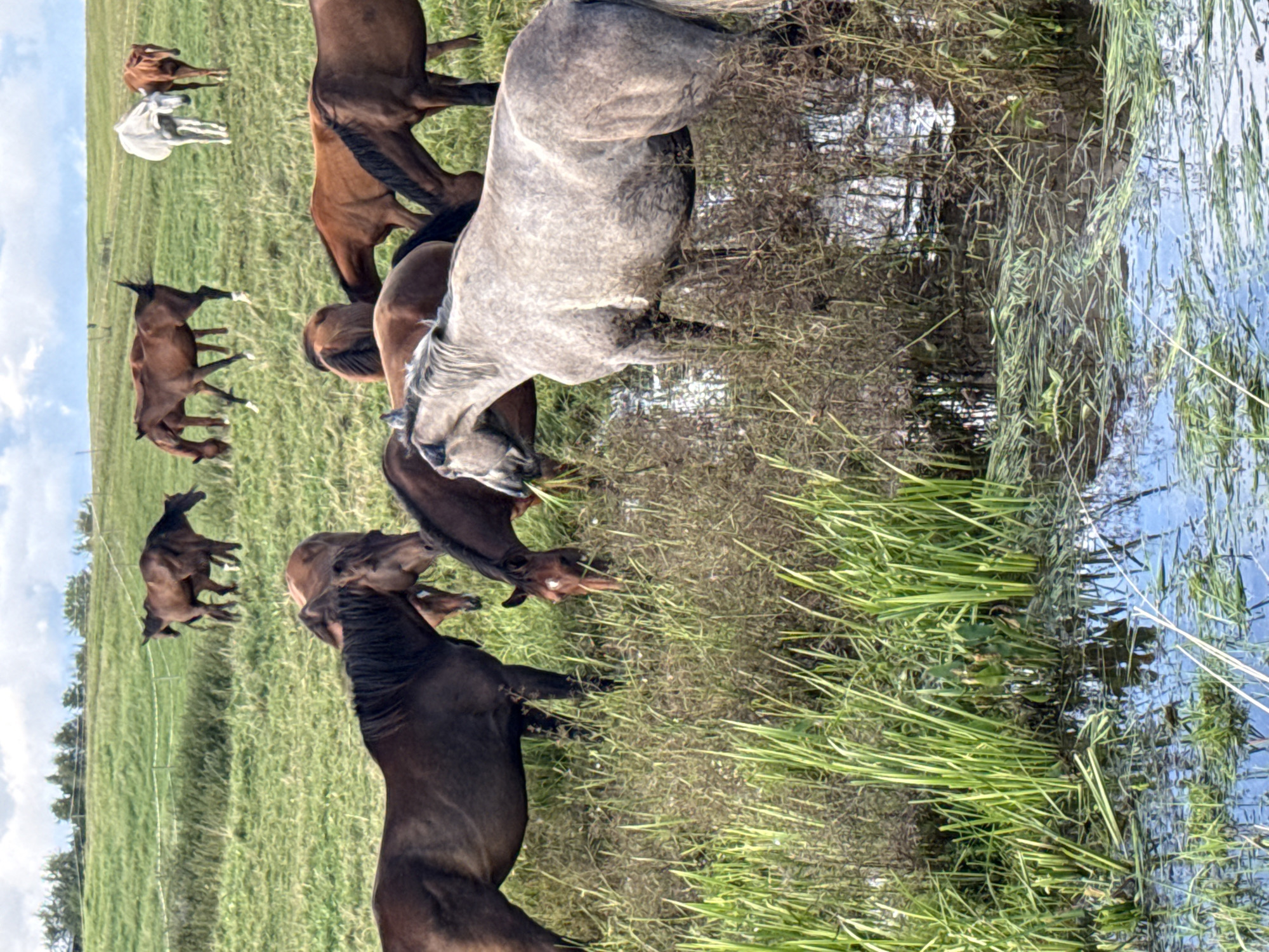 The image captures a herd of horses grazing in a lush, green field under a partially cloudy sky. The terrain appears to be a rolling hill, characteristic of the countryside. In the foreground, several horses are clustered near a shallow body of water, with tall grasses and reeds growing along its edge. The horses are of various colors, including dark brown, bay, and a striking dappled grey. Some of them are actively grazing, while others are interacting with each other. In the middle ground, more horses are visible spread across the grassy slopes. In the background, the field continues to ascend towards a treeline, with a white fence running along the top of a hill. Two lighter-colored horses, one white and one light brown, are standing on the upper portion of the field. The overall impression is one of a pastoral scene, likely a rural farm or pasture. The image does not contain any specific landmarks or elements that would definitively place it in Galinė, Lithuania; it depicts a generic rural landscape.
