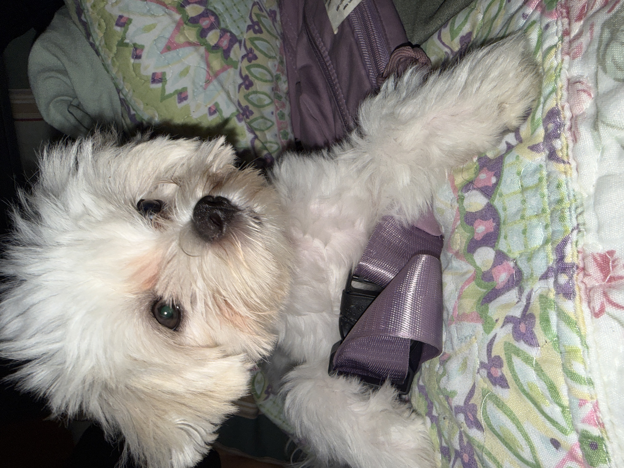 The media file is a close-up, overhead shot of a small, white, fluffy dog lying on a quilted surface. The dog is wearing a lavender harness with a black buckle. Its fur is soft and appears to be slightly disheveled. The dog's face is partially visible, with one eye clearly open and looking towards the camera. The eye is dark and appears to have a slight green or hazel reflection. The dog's nose is dark and wet-looking.
The background consists of quilted fabric with a floral pattern. The colors in the quilt are predominantly green, purple, pink, and yellow, arranged in a somewhat abstract floral design. The lighting appears to be artificial and somewhat dim, suggesting an indoor setting. There are hints of a purple bag or backpack behind the dog, with a visible zipper and a label.
The dog's expression could be interpreted as relaxed or perhaps a little sleepy. The overall impression is one of comfort and domesticity. No specific time of day, weather, or precise location can be determined from the image. There is some faint text visible on a tag of the purple bag, but it is illegible. The image is likely a personal snapshot taken by the dog's owner.