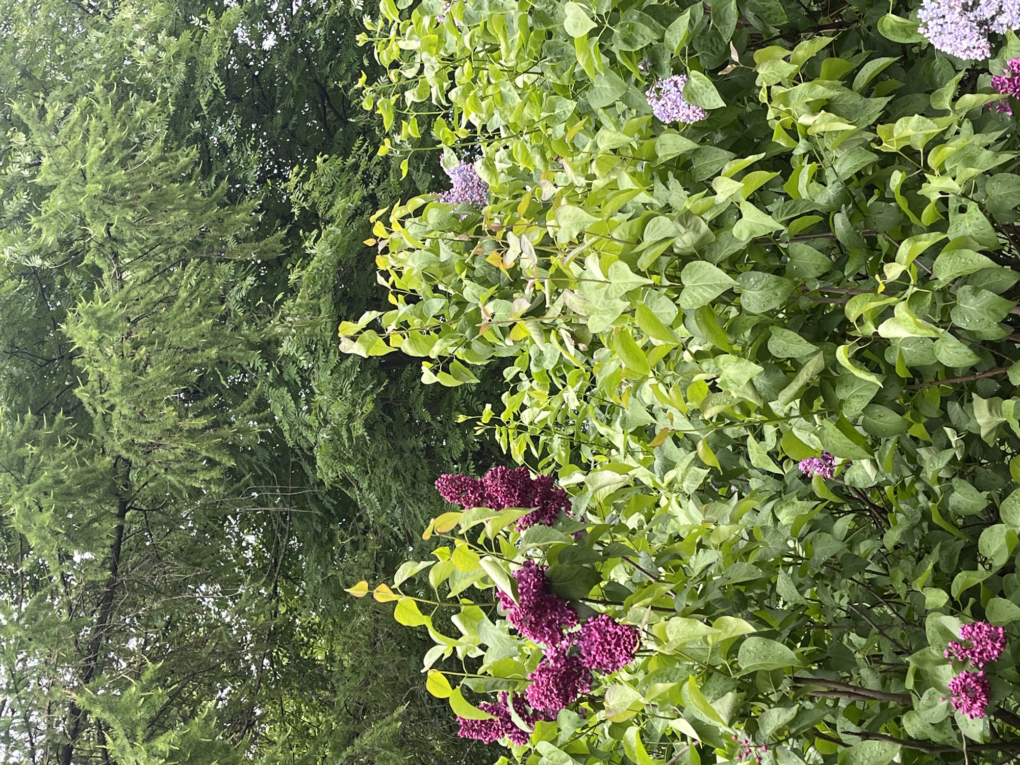 The image shows a lush outdoor scene, possibly a garden or park, with a focus on greenery and flowering bushes. On the right side of the frame, there are abundant lilac bushes with vibrant purple blossoms interspersed among the green leaves. To the left, a different type of tree, possibly an acacia or another fine-leafed species, provides a contrasting texture with its denser, darker foliage. The overall setting appears to be in a well-maintained natural area. While it is suggested that the location may be in Saint Petersburg, Russia, there are no visual clues in the image to definitively confirm this location. The scene portrays a peaceful, natural environment likely photographed during the late spring or early summer when lilacs are in bloom.