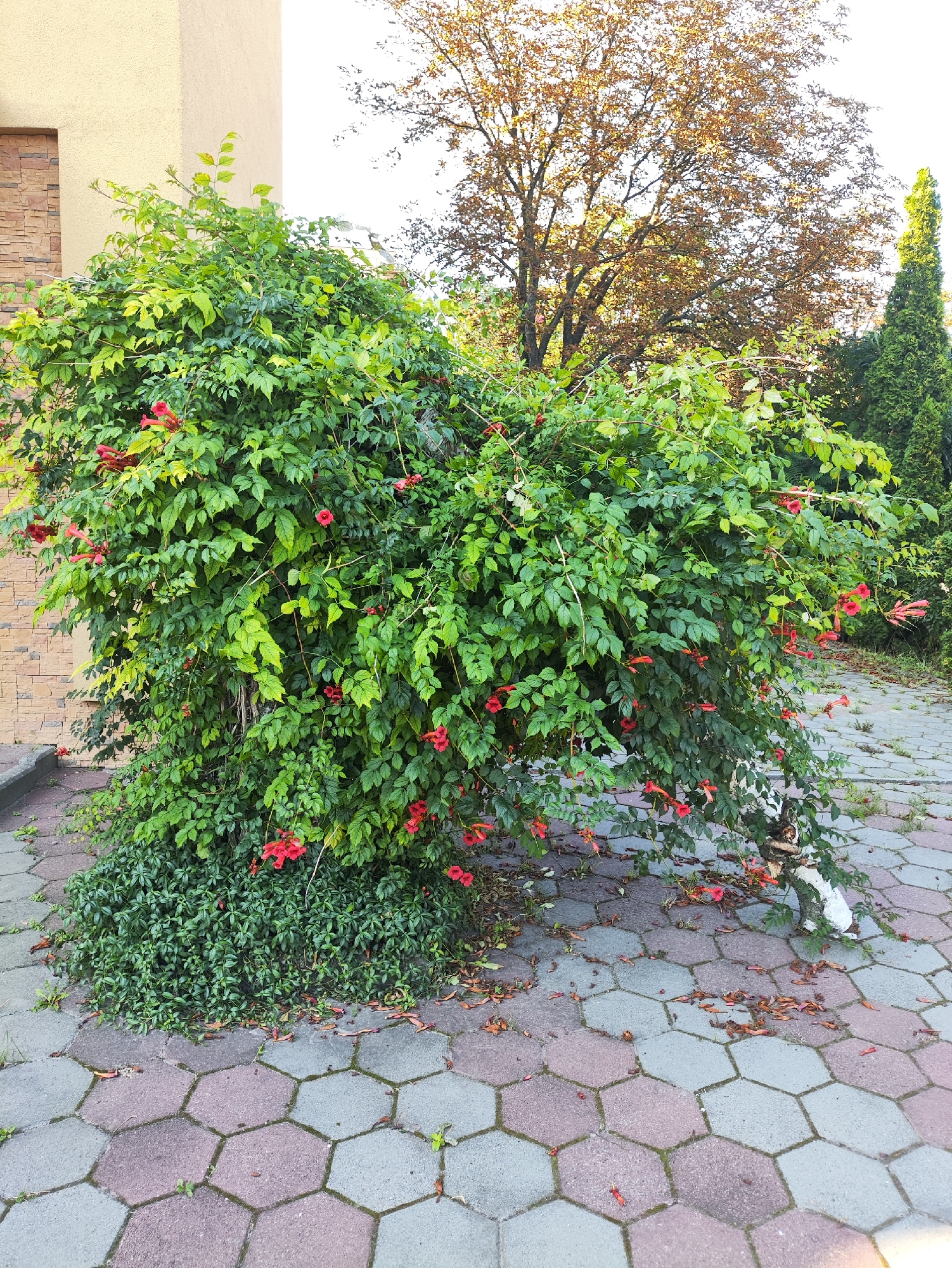 The image displays a large, overgrown bush with vibrant green leaves and numerous bright red, trumpet-shaped flowers. The bush is situated on a paved area with hexagonal interlocking stones, alternating in color between grey and muted pink. To the left, a section of a building wall is visible, constructed with a textured, light tan material and a smaller section of stone veneer in earthy tones. Behind the bush, a large deciduous tree with sparse, autumnal foliage of yellow and brown hues stands prominently. To the far right, a tall, dark green evergreen tree, possibly a cypress or thuja, is visible. The scene appears to be outdoors, in a garden or yard setting. The lighting suggests it is daytime, with soft shadows. The image is taken from a slightly low angle, looking up towards the bush and the trees beyond. There are no people or animals present in the frame. There is no indication of the specific location within Kharkiv, Ukraine, beyond the general suggestion of a residential or garden area.