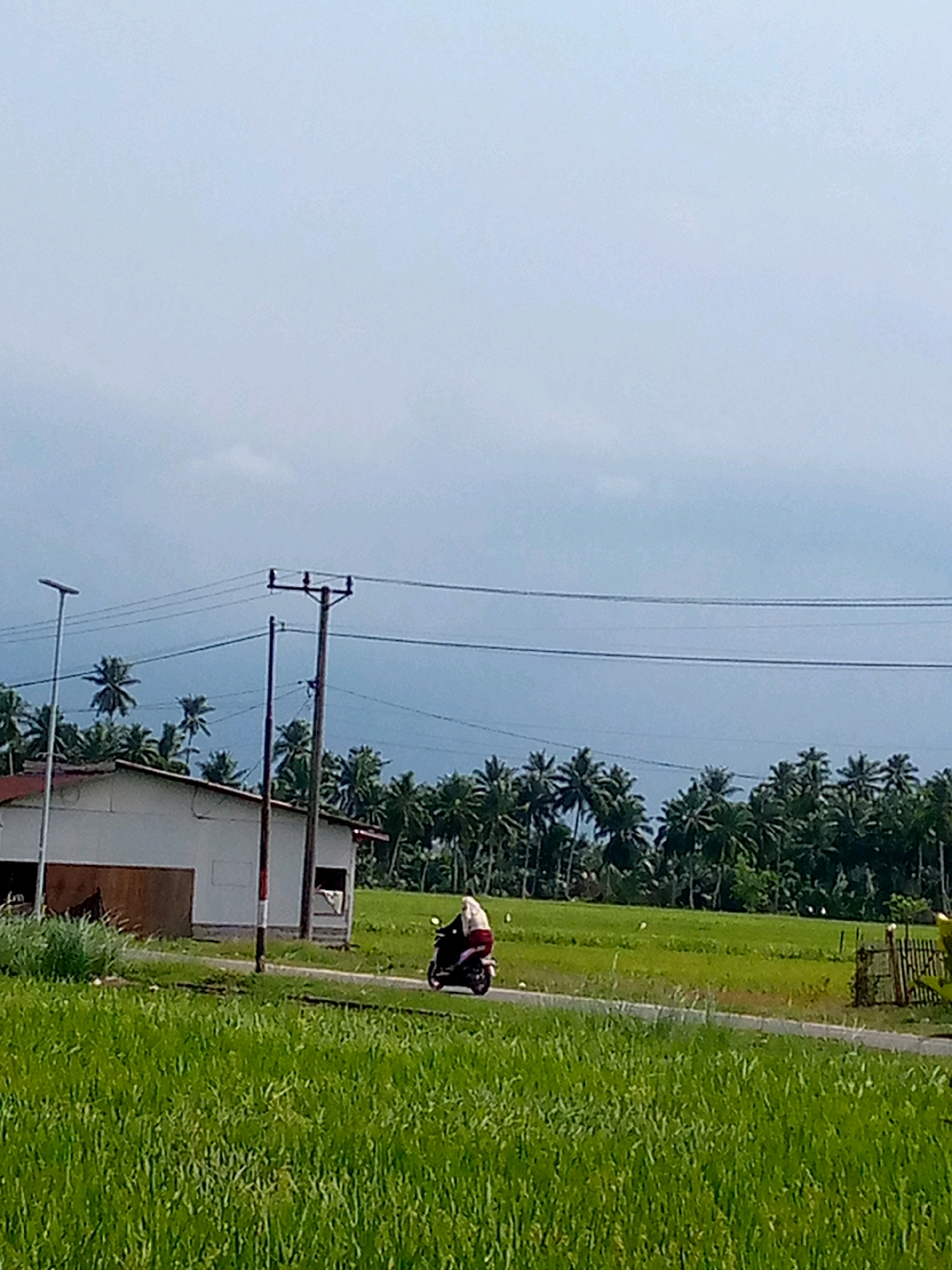 The image depicts an outdoor scene with a person riding a motorcycle on a paved road. The road is bordered by lush green fields. In the background, there is a building with a white facade and a dark roof. A line of palm trees stretches across the horizon behind the building and fields. Overhead, there are power lines supported by poles. The sky is overcast with a pale blue hue. The person on the motorcycle is wearing a white garment and a head covering, and the motorcycle is red. The scene suggests a rural or semi-rural environment, possibly in a tropical or subtropical region due to the presence of palm trees.