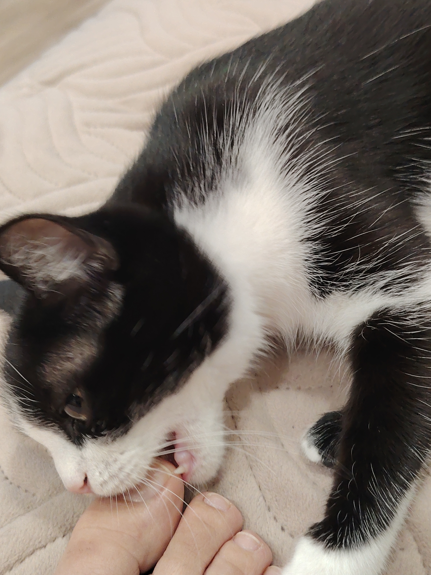 A close-up, high-angle shot captures a black and white tuxedo cat playfully biting a human toe. The cat, positioned on the left side of the frame, has its mouth open, revealing small, sharp teeth and a pink tongue, as it gently grips the bare toe. Its head is turned slightly to the right, and one eye, dark and focused, is visible. The cat has prominent white whiskers fanning out from its muzzle.
The cat's fur is predominantly black on its back and head, with distinct white markings on its chest, chin, and front paws. The white fur around its neck and chest appears fluffy. The human foot is light-skinned, with visible toenails. Only the toes and the front part of the foot are visible, extending from the lower right into the center of the frame, providing the object of the cat's attention.
The background consists of a soft, light-colored (possibly beige or cream) quilted blanket or bedspread, indicating an indoor setting. The texture of the blanket is subtly visible, providing a comfortable backdrop for the interaction. The overall mood suggests a tender and playful moment between a pet and its owner. No text is visible in the image.