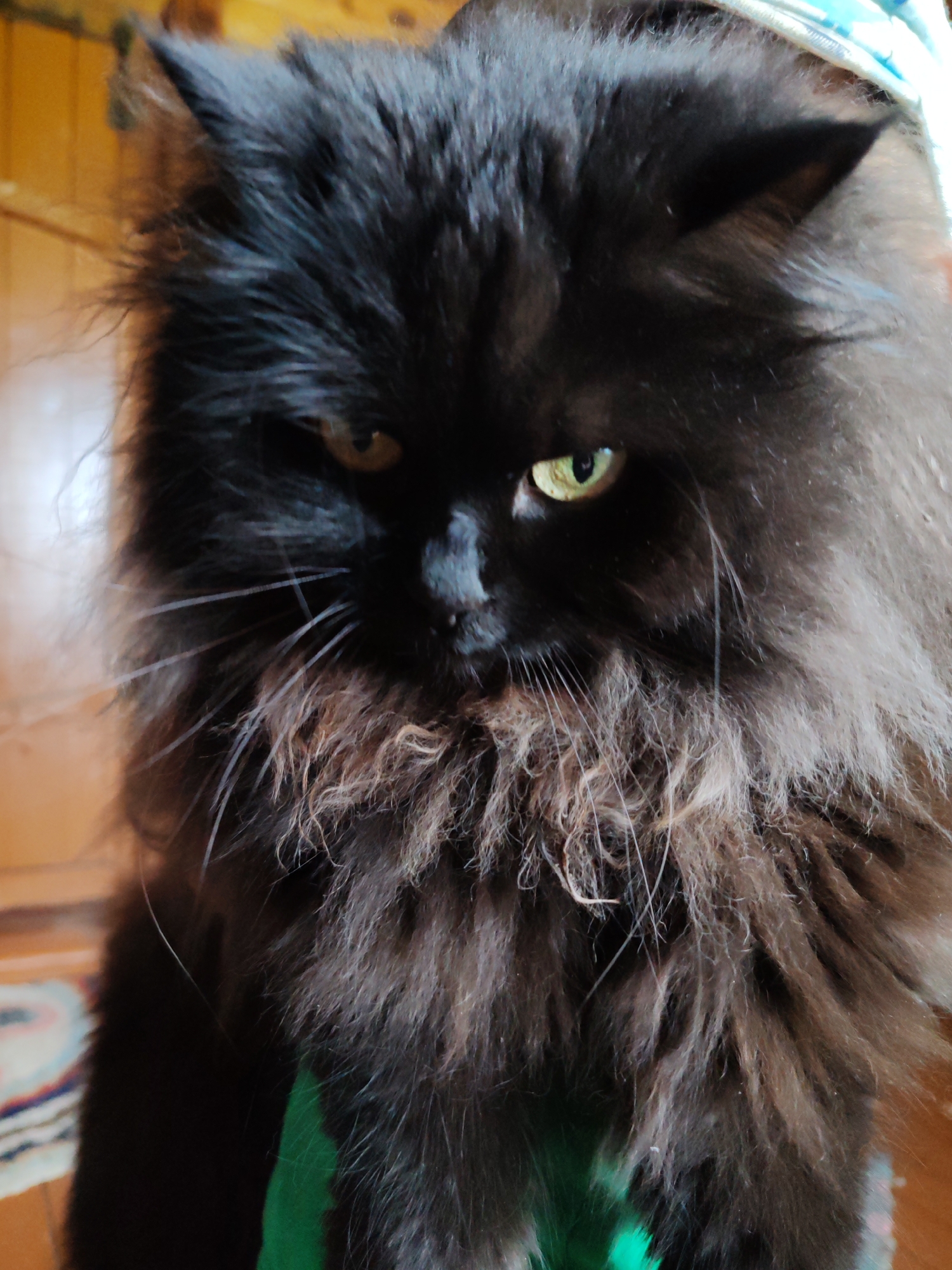The image is a close-up, head-on shot of a fluffy black cat. The cat has piercing yellow-green eyes and is looking directly at the camera with a slightly narrowed gaze. Its fur is long and appears somewhat disheveled, with lighter brown undertones visible in the fluff around its neck. The background is blurred, showing hints of warm-toned wooden paneling and possibly a colorful rug or blanket on the left side. A patch of bright green fabric is visible at the bottom of the frame, partially obscured by the cat's fur. The lighting suggests an indoor environment, likely a domestic setting. There is no discernible information about the location in the city of Чухлэм, Russia.