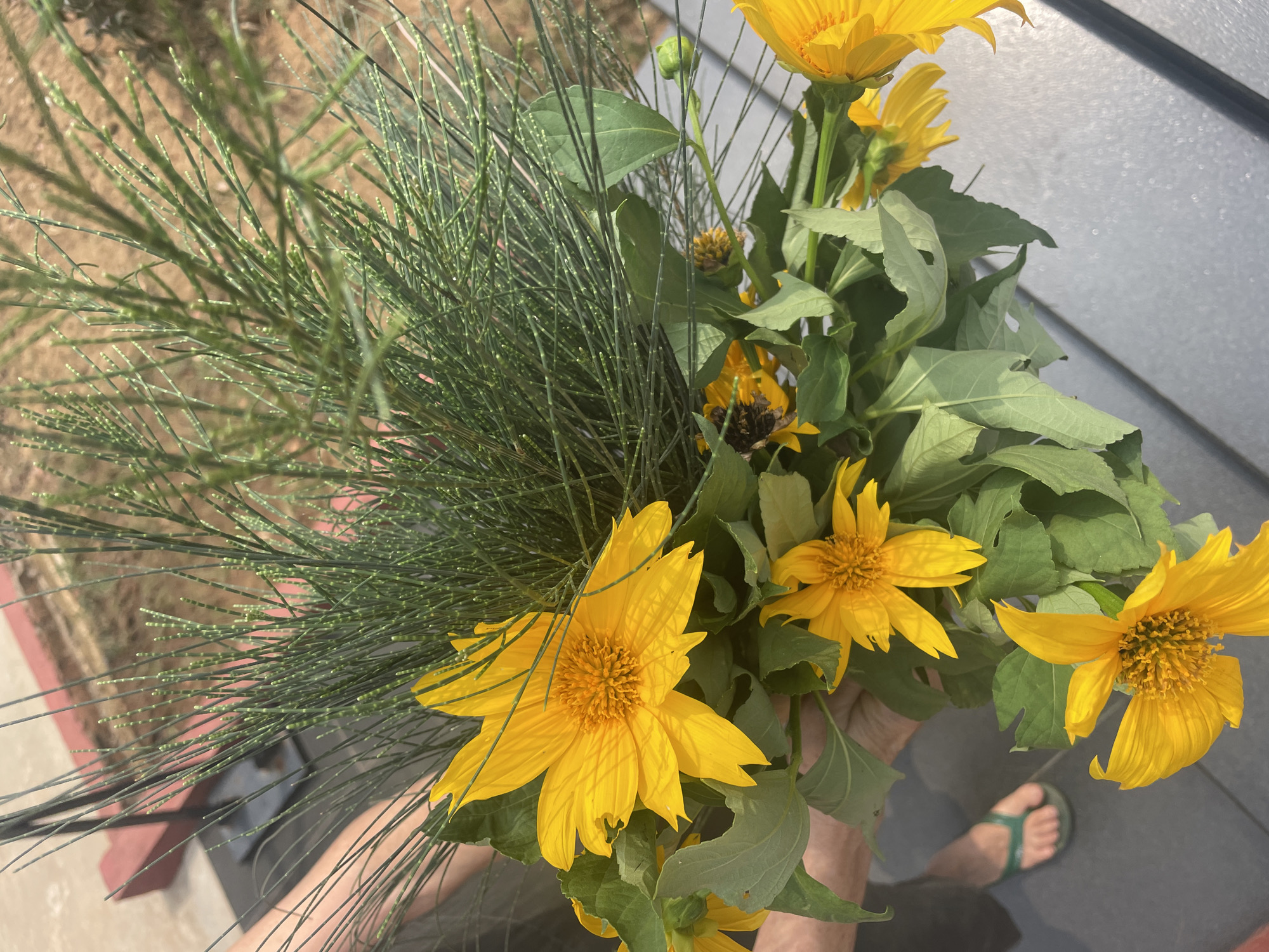 An outdoor, eye-level shot captures a person holding a vibrant bouquet of yellow flowers and green foliage in Dhundshi, India. The main subjects are several large, bright yellow, sunflower-like flowers from the Asteraceae family, characterized by their prominent disc florets and broad ray petals. Some flowers are fully open, while others are still budding or partially unfurled. Their robust green leaves, some showing minor imperfections or insect damage, accompany the blooms.
A distinctive element of the bouquet is a mass of fine, needle-like green foliage, strongly resembling *Equisetum hyemale* (Horsetail or Scouring Rush), characterized by its slender, segmented stems with small, light green nodes. This foliage adds a textural contrast to the broader leaves and petals.
The hands of the person holding the bouquet are visible at the bottom center. To the right, a foot wearing a green flip-flop rests on a dark gray, possibly paved or tiled surface. The background features reddish-brown soil or dirt on the left, and a textured, gray wall or siding on the upper right, suggesting a mix of natural and man-made elements in the environment.
The scene is brightly lit by natural daylight, indicating clear, sunny weather, likely during the day, given the strong illumination and shadows. No discernible text is visible in the image. The overall impression is one of fresh, natural beauty, possibly from a garden or wild harvest.