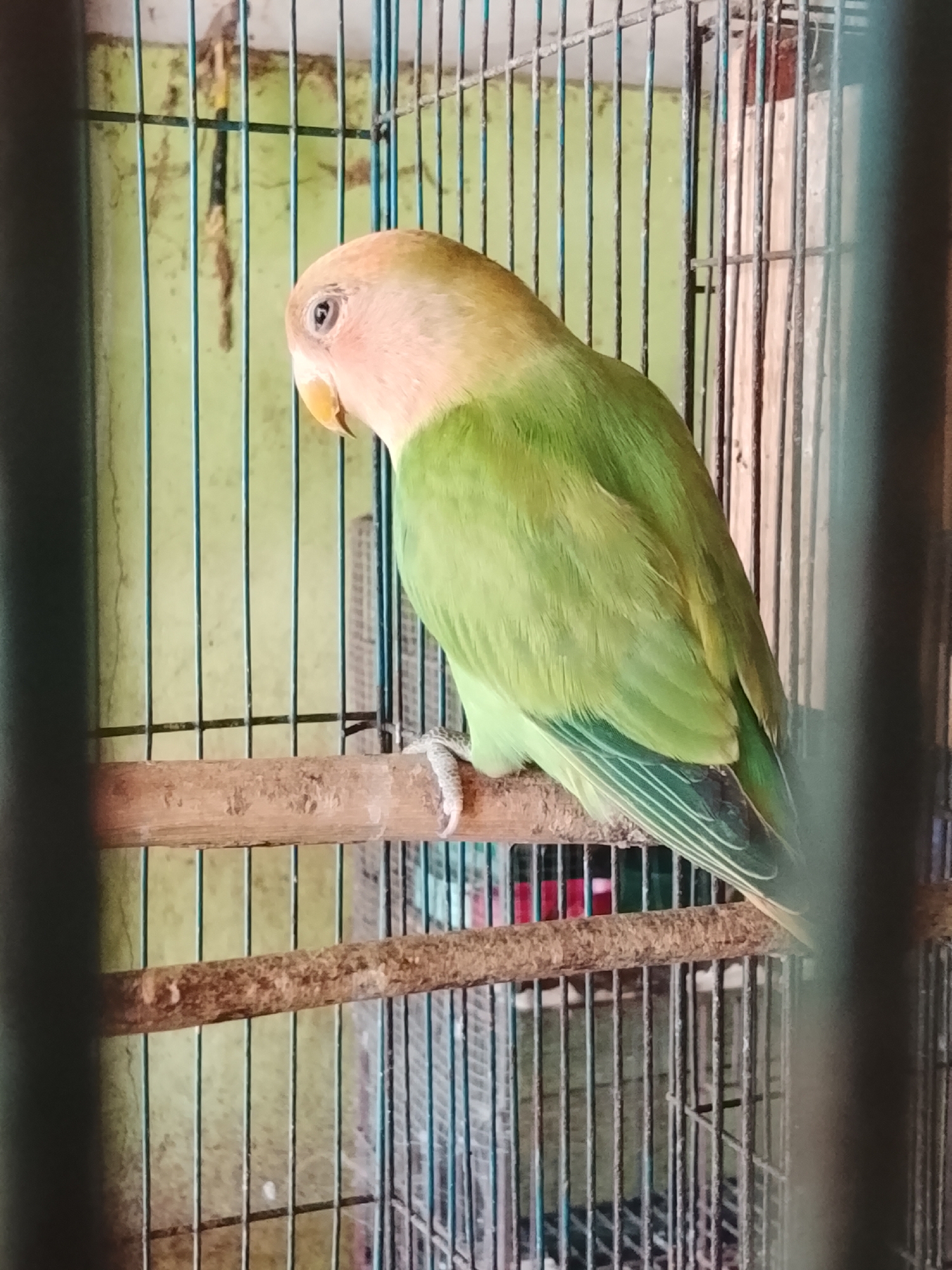 A light-colored bird with green plumage is perched on a wooden dowel inside a cage. The bird faces left, with its head tilted down, and its eye is visible. The cage bars are metallic and vertical. Behind the cage, a light green wall is visible. The image appears to have been taken in a room in Kuta Trieng, Indonesia.