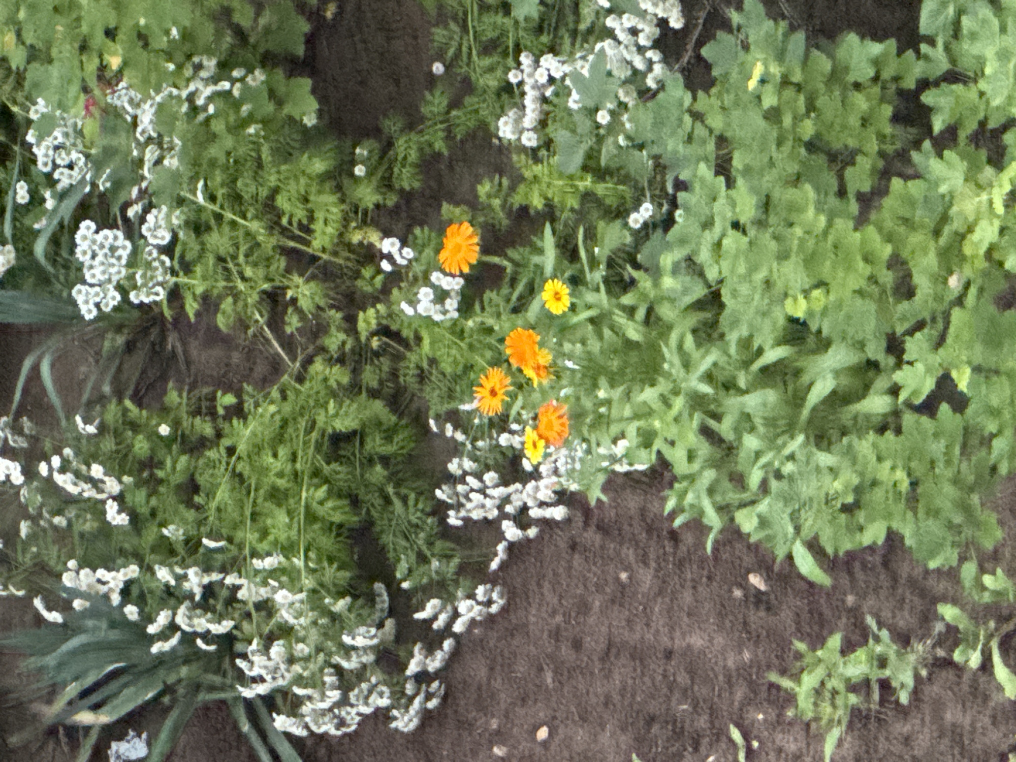 This is a medium-angle, eye-level, full-shot, outdoor photograph of a garden bed. The garden bed is filled with various plants, primarily green foliage and small white flowers. There are also several bright orange and yellow flowers scattered throughout the scene. The ground in the garden bed is dark brown soil. The image does not show any people or specific landmarks that would indicate its location in Domodedovo, Russia. The focus is on the flora.