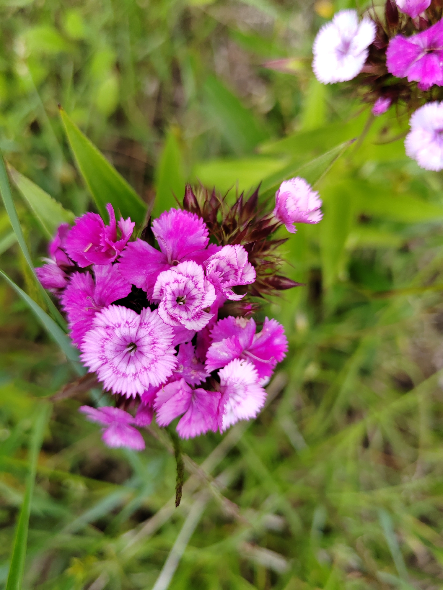 A close-up, vertical, outdoor, eye-level shot captures a cluster of vibrant pink dianthus flowers against a blurred green grassy background. The flowers, some fully bloomed and others in bud, exhibit intricate, serrated petal edges and varied shades of pink and white. The focus is on the central blooms, with a few white and pink flowers visible in the upper right portion of the frame. The environment suggests a natural setting within the Воўчынскі сельскі Савет, Belarus, likely a garden or meadow. No people or animals are present.