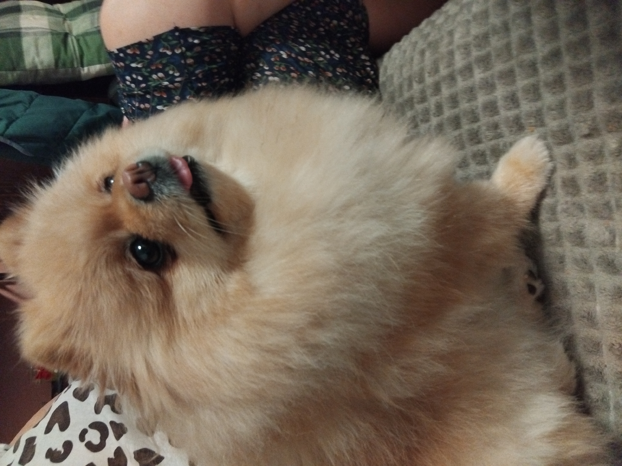 This media file features a Pomeranian dog lying on a textured couch, possibly in a home environment in Apriltsi, Bulgaria. The dog, with light brown fur, is positioned on its back, with its head tilted upwards. Its mouth is slightly open, and its pink tongue is visible. The dog's eyes are dark and appear to be looking upwards. A person's leg, clad in dark floral patterned shorts, is visible in the background, suggesting the dog is interacting with a person. The setting includes a green striped pillow and a dark green blanket in the background. The overall mood appears relaxed and possibly playful, given the dog's posture. There is no visible text in the image.
