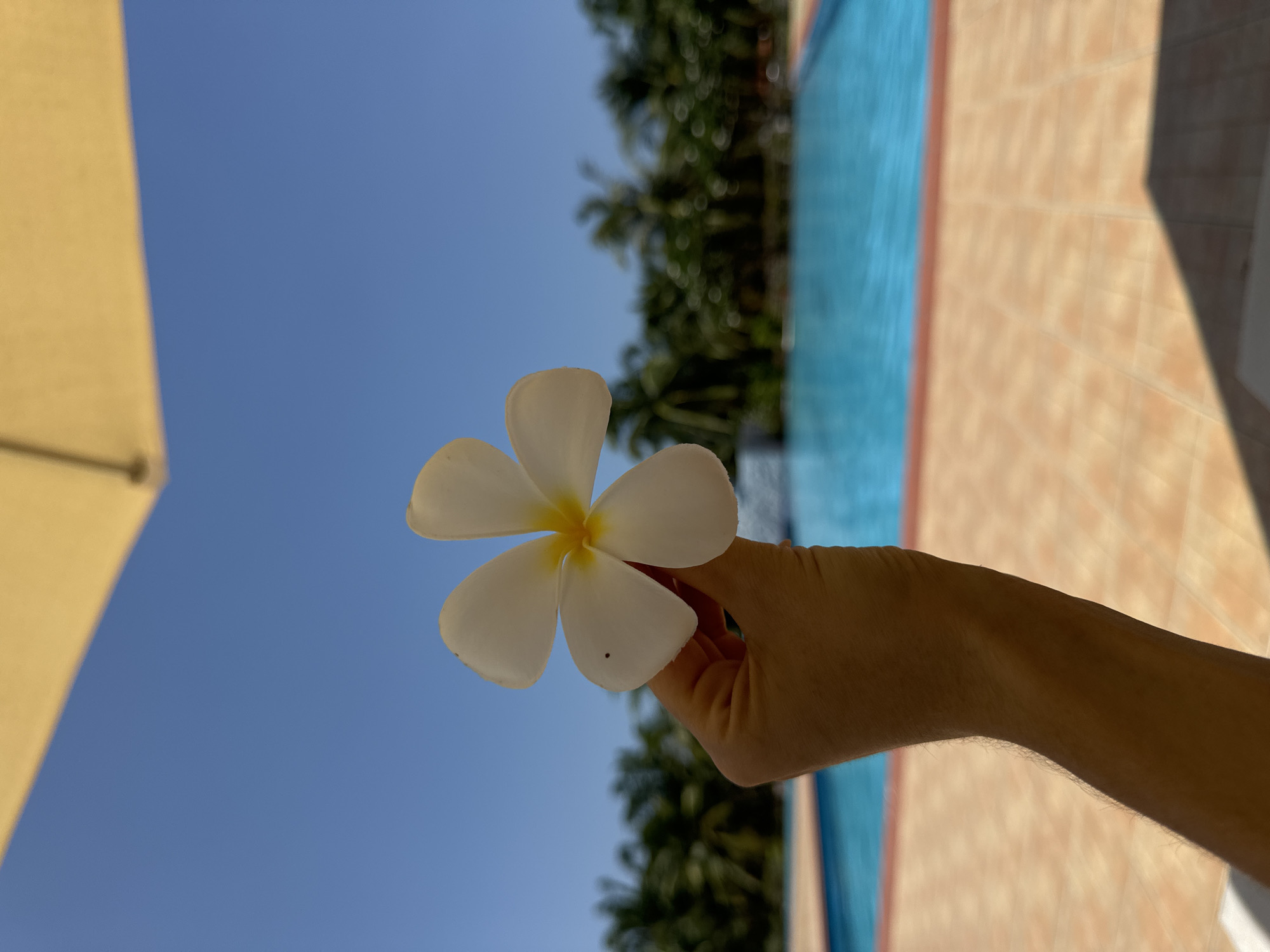 A person's arm is holding a white frangipani flower in front of a swimming pool. The arm is in the foreground, with the flower in focus. The swimming pool is bright blue and appears to be outdoors, with palm trees in the background. A yellow umbrella is partially visible in the upper portion of the image. The scene is set in the city of Phú Thủy, Vietnam, suggesting a tropical vacation or resort setting. The lighting indicates it is daytime, likely sunny.
