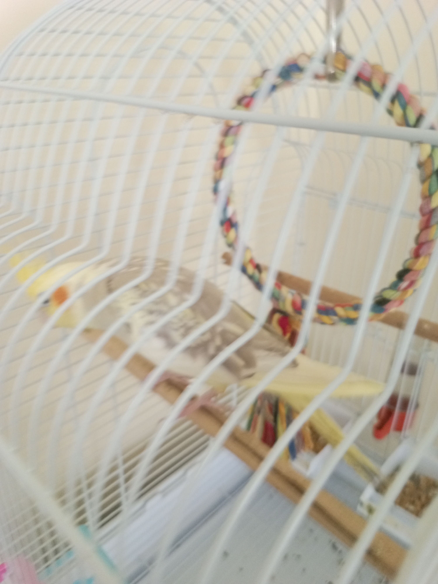 The image displays the interior of a birdcage, featuring a light-colored cockatiel. The bird, likely a pied or pearl mutation, has a yellow head with a distinct orange cheek patch and a patterned body of light brown or grey markings on a lighter background. It is perched on a wooden dowel inside the cage, facing left, and appears to be resting.
The cage is made of white wire, with vertical and horizontal bars creating a grid pattern. Hanging from the top of the cage is a colorful braided rope toy, formed into an arch or circular shape, showing hues of red, blue, green, and yellow. Other elements, possibly food or water dishes, are partially visible at the bottom of the cage. The background outside the cage is a plain, light-colored wall, suggesting an indoor setting.
The overall image is somewhat blurry, making some details less sharp. No people are visible, and there is no discernible text. The scene is static, depicting the bird in a calm state within its enclosure. The context for this image is Ravnets, Bulgaria.
