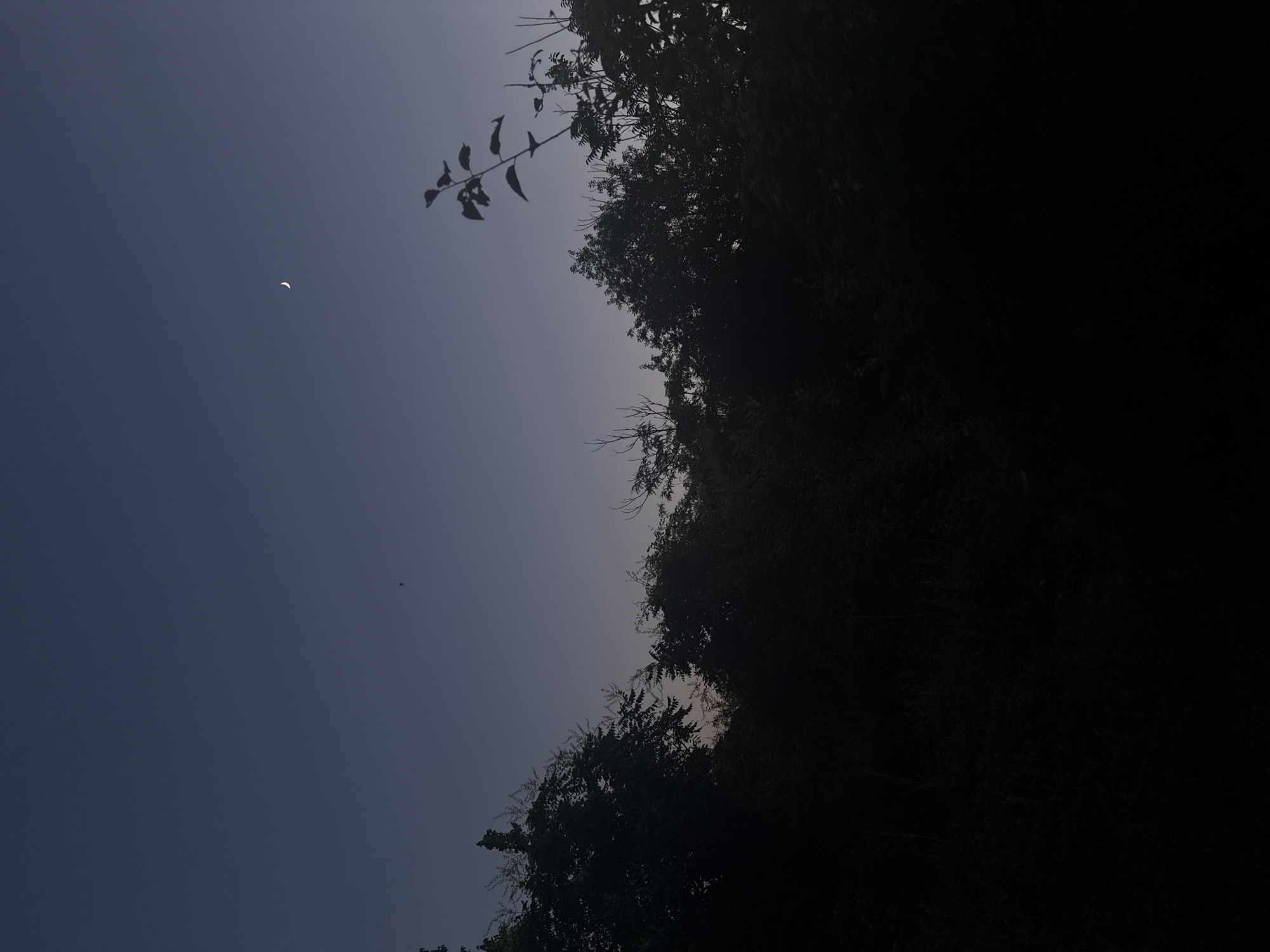The image depicts a silhouette of trees against a twilight sky. A sliver of a crescent moon is visible in the upper right quadrant of the frame. A small, dark speck, possibly an insect or a bird, is present in the upper left quadrant. The foreground is dominated by the dark shapes of foliage, obscuring any ground details or further environmental context. The overall lighting suggests the image was taken shortly after sunset or before sunrise. The location is Stara Zagora, Bulgaria.
