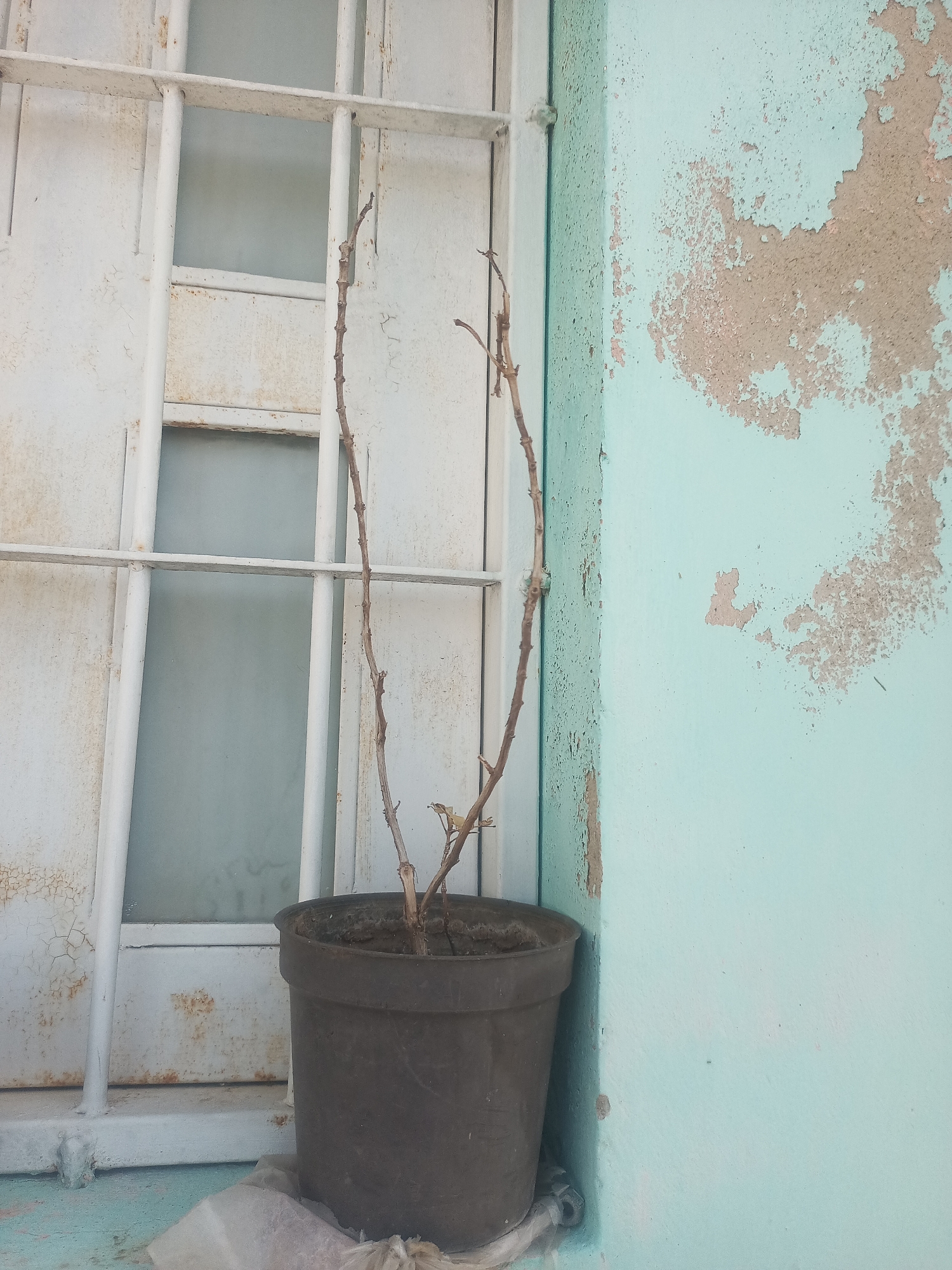 The image shows a close-up of a dead plant in a dark brown plastic pot, placed on a windowsill. The plant has thin, dry branches with no leaves. Behind the plant is a window with white bars and frosted glass. To the right of the window is a light blue wall with peeling paint, revealing patches of tan plaster underneath. The scene appears to be outdoors, possibly in a courtyard or on a balcony. The location is identified as Juan Griego, Venezuela.