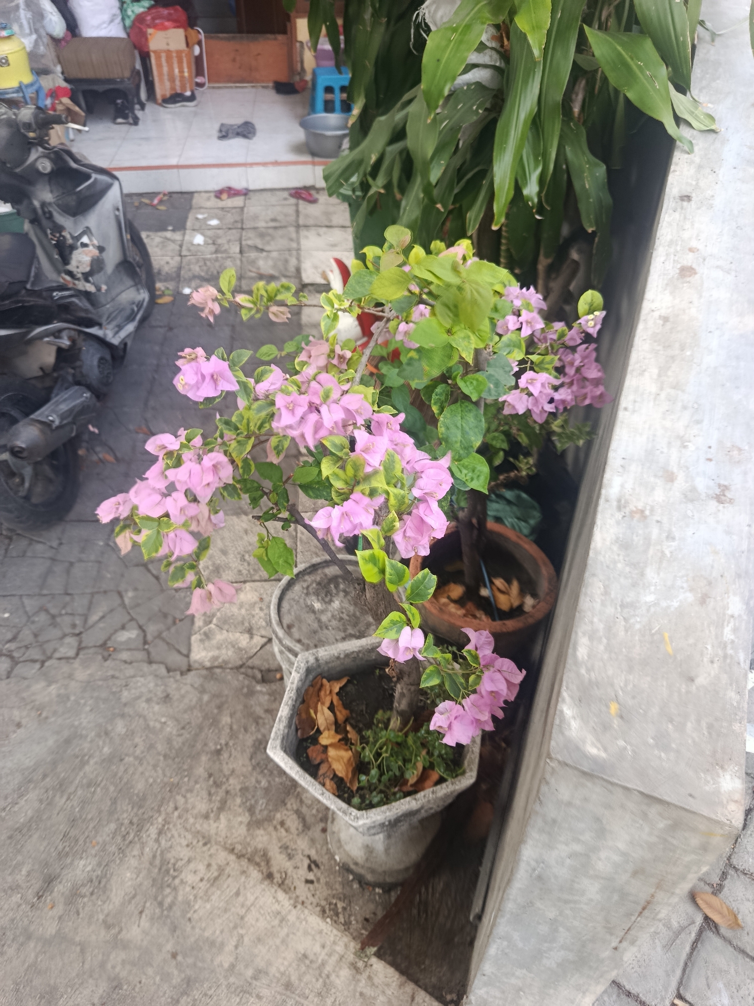 The image captures an outdoor scene on a paved surface, likely a sidewalk or walkway, adjacent to a building. In the foreground, a flowering bougainvillea plant with delicate pink bracts and green leaves is prominently displayed in a grey, polygonal planter. Behind it, another grey planter with dried leaves is visible. To the left, a portion of a dark-colored motorcycle is parked on the textured paving. In the background, glimpses of a residential or commercial area can be seen, including a doorway, furniture, and various objects suggesting everyday life. The overall impression is that of a common urban environment in Surabaya, Indonesia, with elements of both nature and man-made structures.