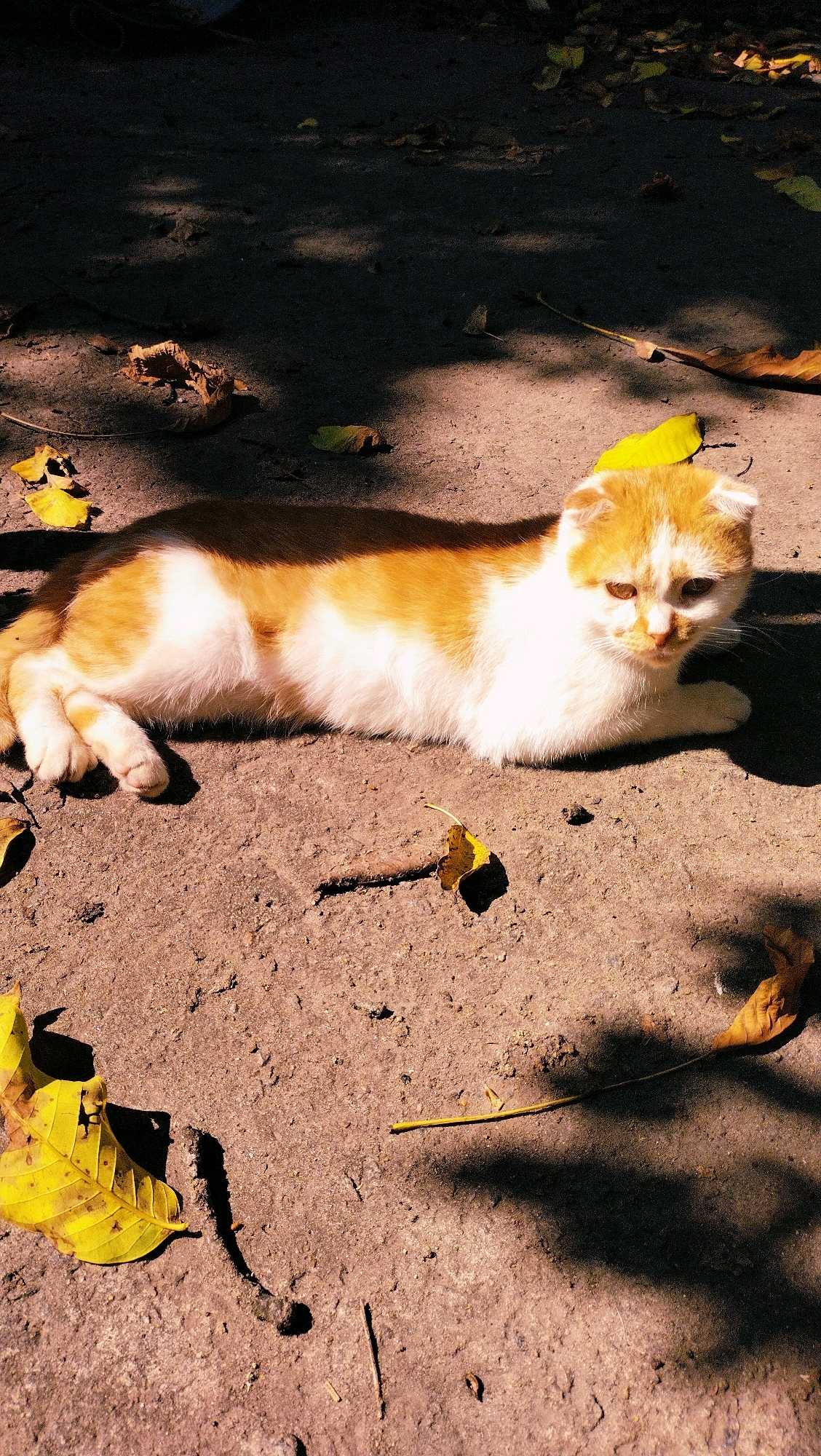 A ginger and white cat with folded ears lies on the ground outdoors, surrounded by fallen yellow and brown leaves. The ground appears to be dirt or concrete, with patches of sunlight and shadow. The cat is positioned horizontally in the frame, with its head facing right. The scene suggests an outdoor environment, possibly a park or yard, in Horishni Plavni, Ukraine, given the context of the prompt.