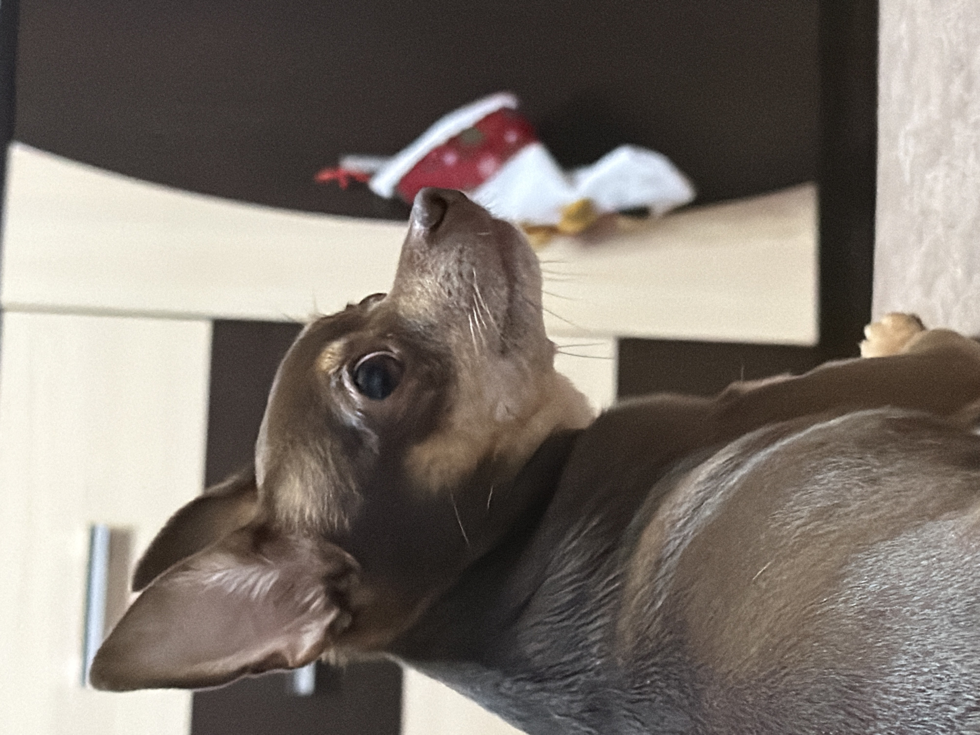 A brown dog with large ears is shown in profile, looking to the right. The dog is dark brown with lighter tan markings around its muzzle and ears. The background is out of focus and appears to be a room with furniture. To the right of the dog, a festive stocking with a red trim and white accents is hanging, suggesting a holiday setting.