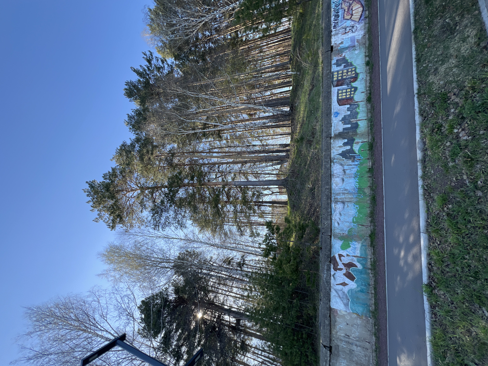 The image shows a view from near a pathway or road. A concrete wall with graffiti separates the pathway from a wooded area with tall, slender trees. The trees extend upwards towards a clear blue sky. The graffiti on the wall appears to depict city skylines and abstract designs. Grass grows along the edge of the pathway on one side, and behind the concrete wall on the other. The location is Chaikovsky, Russia.