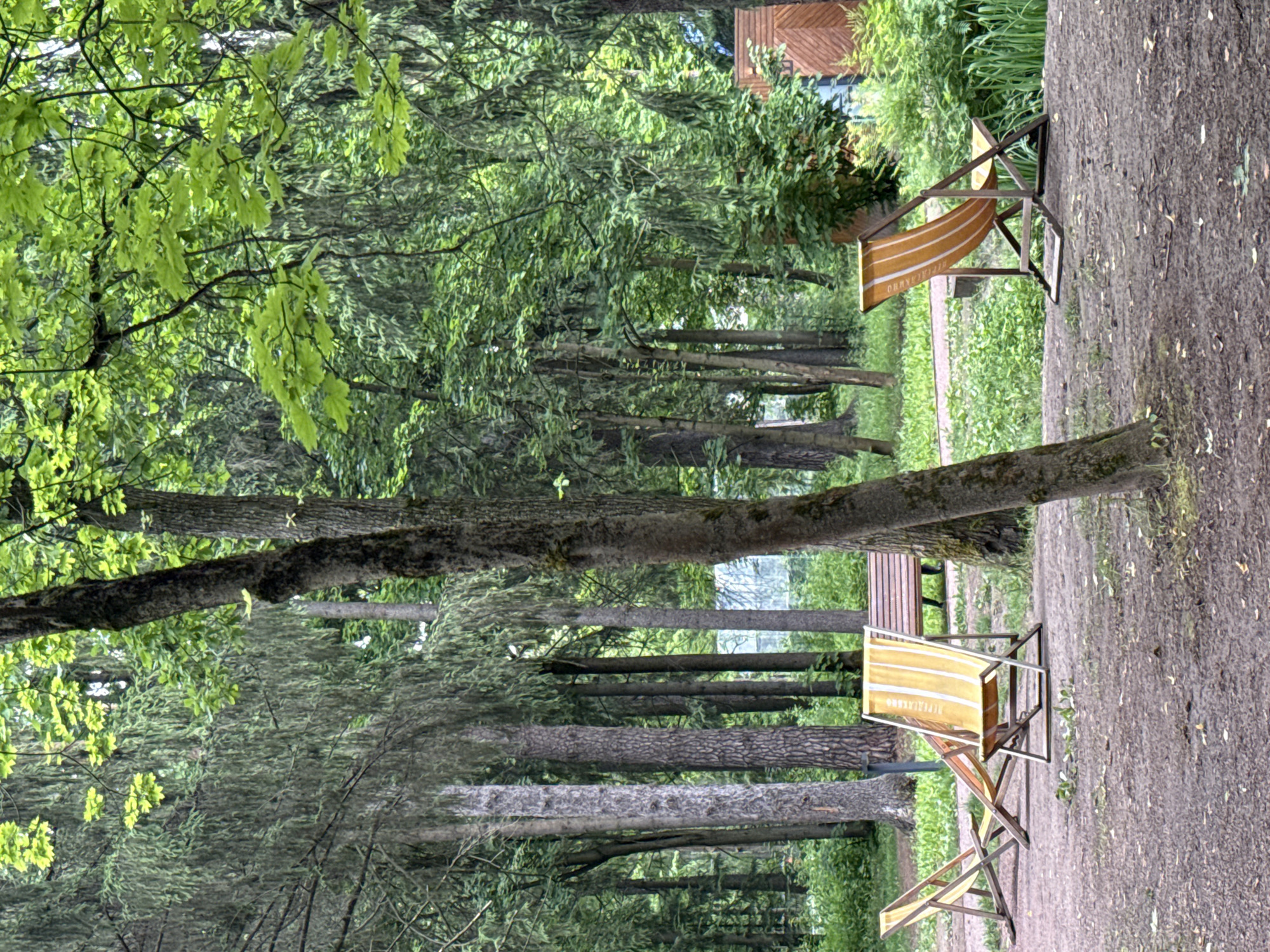 This image depicts a serene outdoor scene, likely in Vnukovo, Russia, with a focus on a park-like setting. The dominant subjects are two striped deck chairs, one in the foreground and another partially visible behind it, suggesting a leisurely atmosphere. These chairs, with their orange and white stripes, are arranged on a gravelly path that meanders through a dense forest. The surrounding environment is lush and green, with tall trees and various foliage creating a natural backdrop.
The time of day appears to be daytime, with the light filtering through the trees. The weather seems pleasant, conducive to outdoor relaxation, as indicated by the presence of the deck chairs. There are no people visible, reinforcing the sense of tranquility. The scene is characterized by a natural, undisturbed feel, with a focus on the interplay between the man-made objects (chairs, a bench in the background) and the natural elements.
Notable details include the textured bark of the trees and the dappled sunlight on the ground. The presence of a wooden structure, possibly a building or shelter, is faintly visible in the upper right portion of the image, adding a touch of human presence to the otherwise natural landscape. The overall emotion conveyed is one of peace and quietude, inviting the viewer to imagine a relaxing moment in nature. Text is visible on the fabric of the closer deck chair, reading "REPLAXINGO".