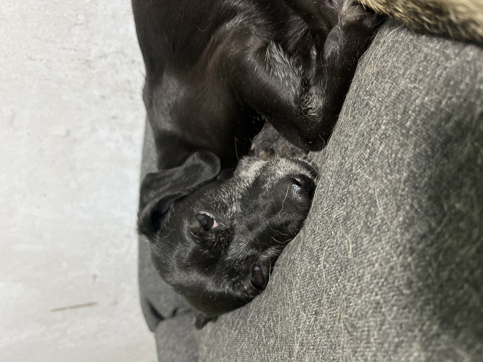 The image shows a black dog, appearing to be an older dog with some graying fur around its muzzle and eyes, resting on a gray, textured surface that resembles a dog bed or sofa cushion. The dog is lying on its side, with its head resting on its paws. Its eyes are partially closed, and it appears to be dozing. The background is a plain, textured white wall. There are no other subjects or objects clearly visible in the frame. The lighting is dim, suggesting an indoor setting. The specific location in the city of Nizhny Tagil, Russia, cannot be determined from the visual information provided in the image.