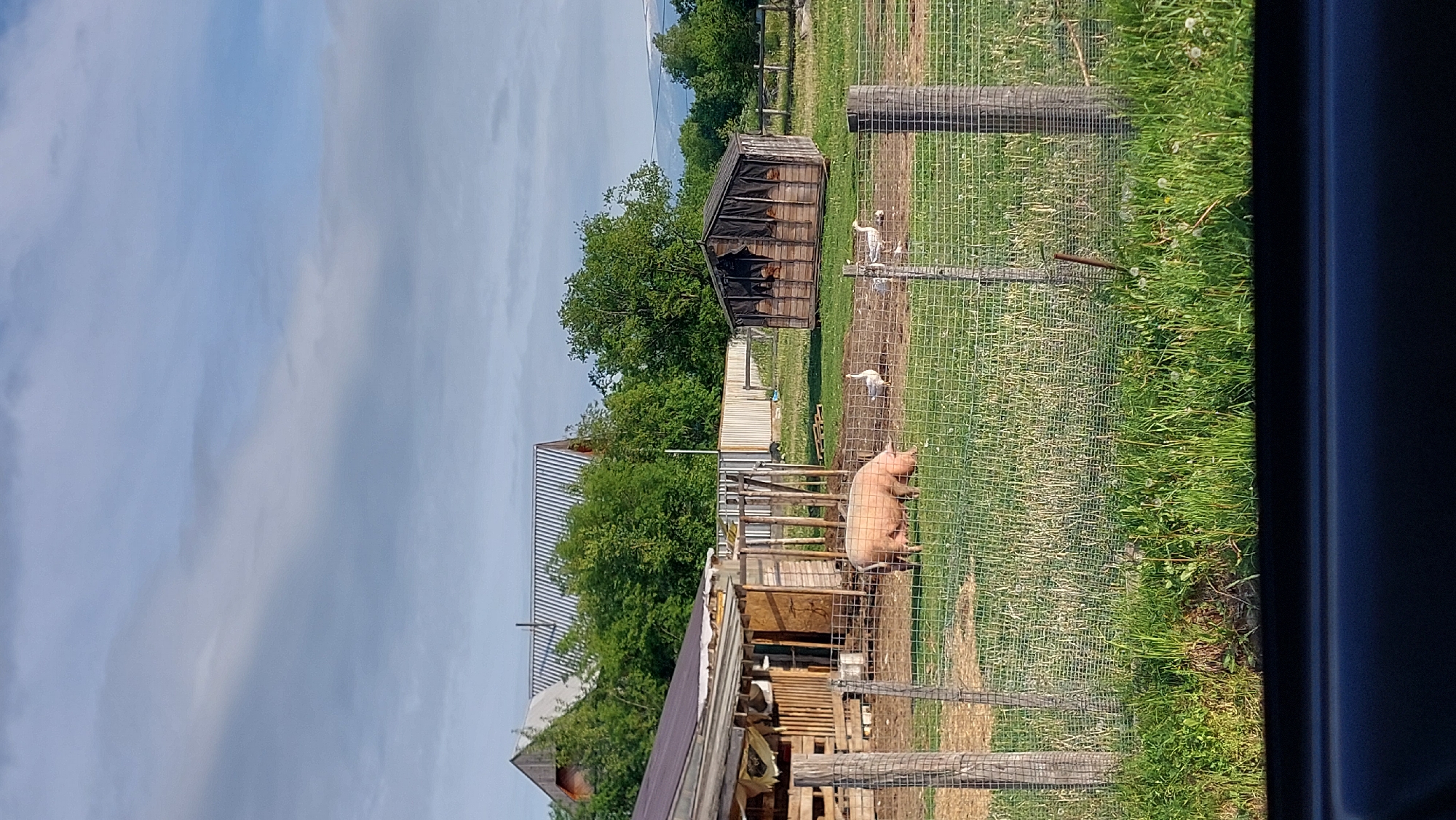 The image depicts a rural scene in Severnye Koryaki, Russia. In the foreground, a pink pig is seen grazing within a fenced enclosure. Beyond the pig, two white geese are present in the same enclosure. To the right, a rustic wooden structure with a dark covering on its openings serves as a shelter, and several chickens are visible inside. In the background, there are farm buildings and lush green trees. The sky above is partly cloudy. The overall environment suggests a farm or homestead setting.