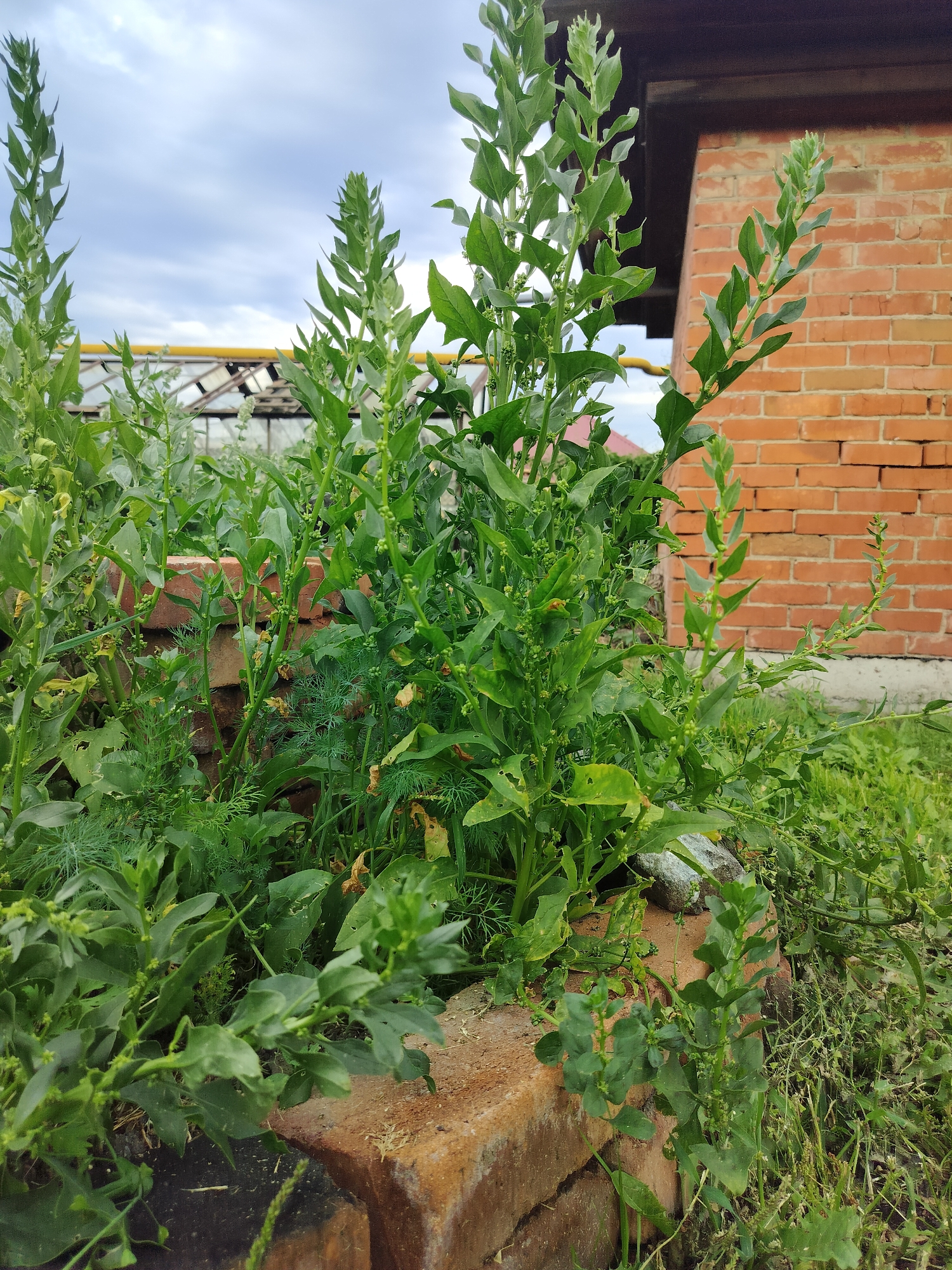 This image captures an outdoor scene in the city of Miass, Russia. The foreground is dominated by lush green vegetation, including tall, leafy plants with small green seed pods, and feathery dill. These plants are growing among and over a low barrier constructed from weathered, reddish-brown bricks. In the background, a brick building with a dark brown eave is visible on the right. Further back, a greenhouse or similar structure with yellow framing and translucent panels can be seen under a cloudy sky. The overall impression is one of an overgrown garden or yard area adjacent to a building.