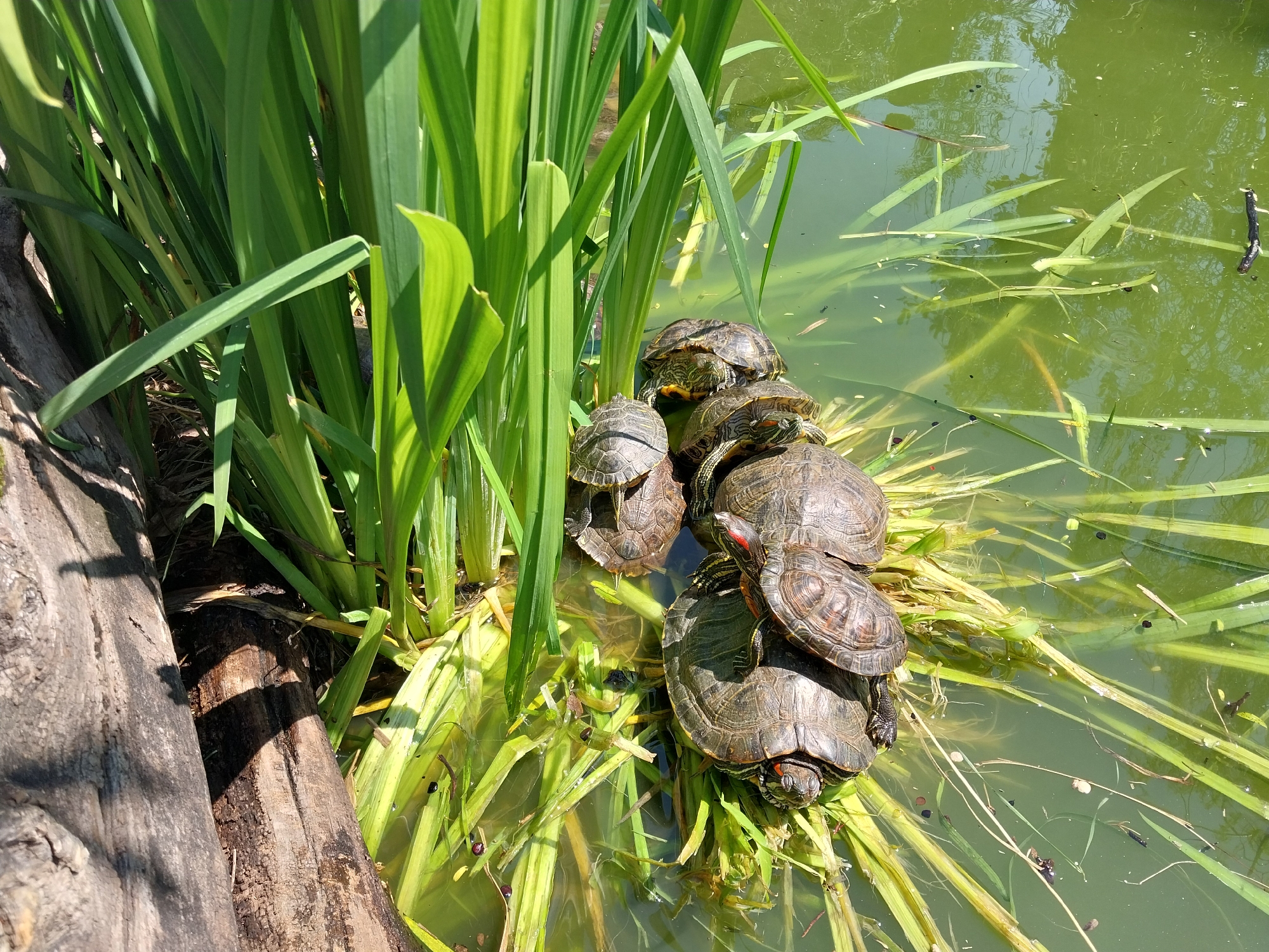 In Sochi, Russia, a cluster of at least six turtles bask on vegetation within a green-tinted pond. The turtles, varying in size, are piled on top of each other near the water's edge. Tall green reeds and grasses surround them, with a partially submerged log visible on the left side of the frame. The pond's surface is murky, reflecting the surrounding vegetation.