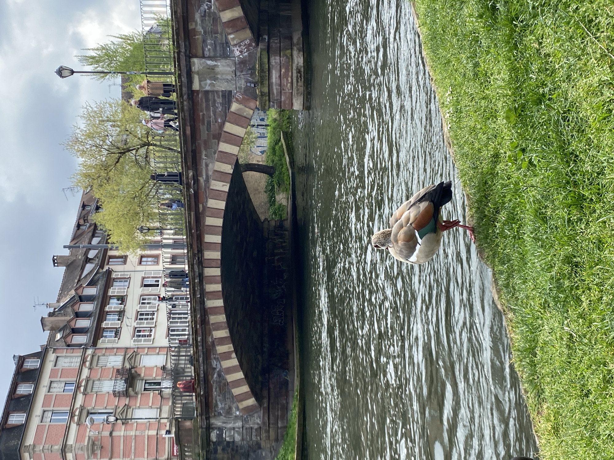 The image shows a canal in Strasbourg, France, with traditional Alsatian architecture visible on the left side of the frame. A brick bridge with alternating red and white brick arches spans the canal. Several people are walking on the bridge. On the right side of the canal, a goose stands on the grassy bank, its head lowered towards the water. The water is slightly rippled. The sky is overcast. Graffiti is visible on the underside of the bridge. A street lamp is also visible on the bridge.