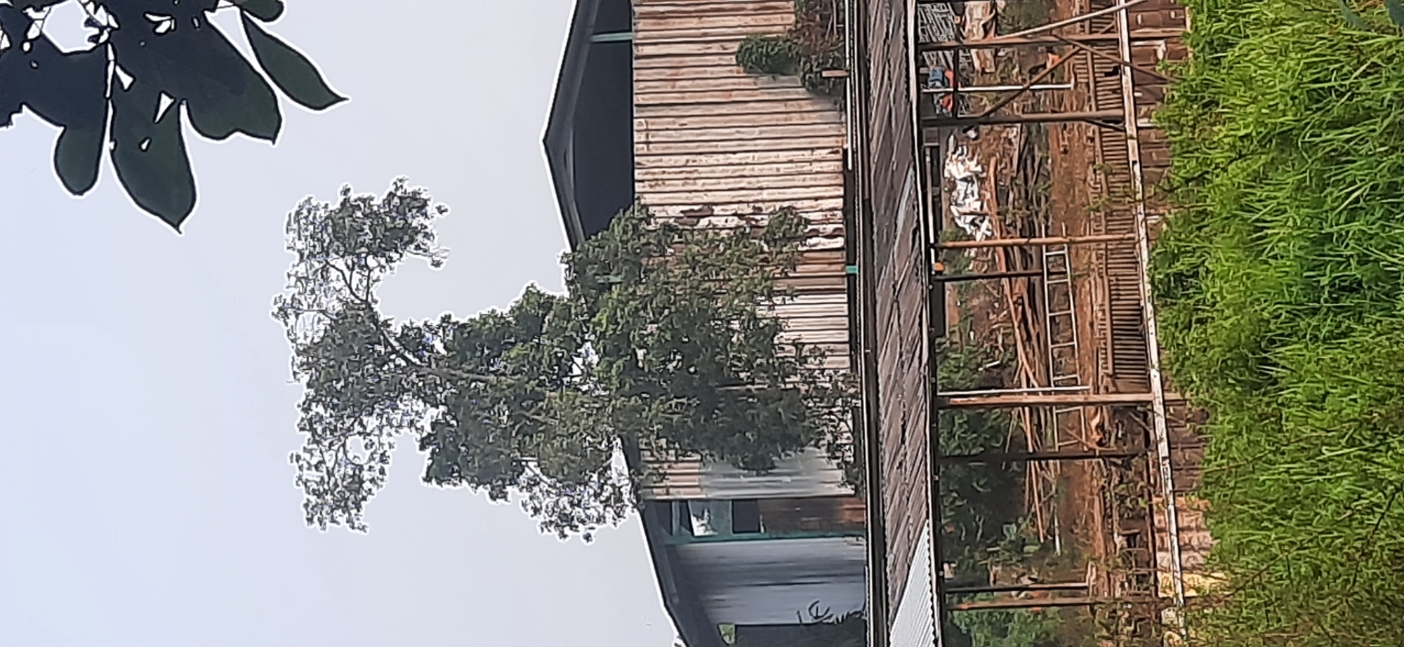 The image depicts a rural or semi-industrial scene in Cisauk, Indonesia, characterized by overgrown vegetation and a collection of structures. In the foreground, tall, dense green grass fills the lower portion of the frame, suggesting an uncultivated or recently cleared area. Behind this, a weathered, corrugated metal roof supported by wooden beams forms a shelter or open-sided building. Within this shelter, piles of debris, including what appear to be white plastic bags, wooden planks, and metal elements, are visible, indicating a storage or work area.

Dominating the midground is a large, cylindrical building with a vertical corrugated metal exterior, weathered and exhibiting some rust. A dark, sloped roof caps this structure. In front of and partially obscuring this building is a tall, leafy tree with a spread-out canopy, its branches reaching upwards and outwards. The tree's foliage is dense and green.

In the background, the sky is overcast and hazy, a common atmospheric condition in humid climates. The overall impression is one of a somewhat neglected or functional outdoor space, likely in a peri-urban or rural setting on the outskirts of Cisauk, Indonesia, given the blend of natural overgrowth and utilitarian man-made structures. There are no people visible in the image.