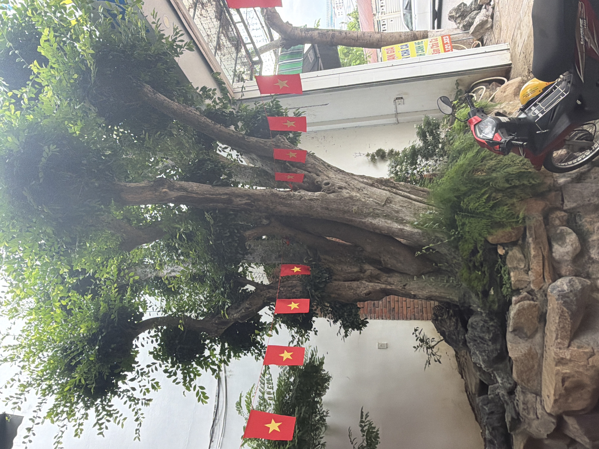 The media file depicts an outdoor scene in Bac Nha Trang Ward, Vietnam. The primary subject is a large, gnarled tree with dense green foliage, its branches arching horizontally across the frame. Dangling from the branches are several small red flags with a yellow star in the center, likely Vietnamese flags. These flags are hung in a vertical line, suggesting a festive or patriotic decoration.
In the background, there is a building with white walls and what appears to be a covered walkway or awning made of metal and plastic sheeting. Further back, a portion of a street or alleyway is visible, with more buildings and a sign in yellow and white. There is also a red and black motorcycle parked on the right side of the image, with a yellow helmet on the seat. The scene appears to be set during the daytime, with bright, overcast lighting. The overall impression is one of a street-level view, possibly in a residential or commercial area, with a focus on the prominent tree and its decorative flags. No people are visible in the frame.
Notable details include the weathered texture of the tree's bark, the vibrant green of the leaves, and the distinct red and yellow of the flags. The rocky embankment on the right side of the image adds a natural element to the urban setting. The presence of the motorcycle and the building suggest an inhabited area. A sign in the background contains text that is partially visible and appears to be in Vietnamese. One visible portion reads "AN GIA CA", and another number sequence "121.323" is also discernible.